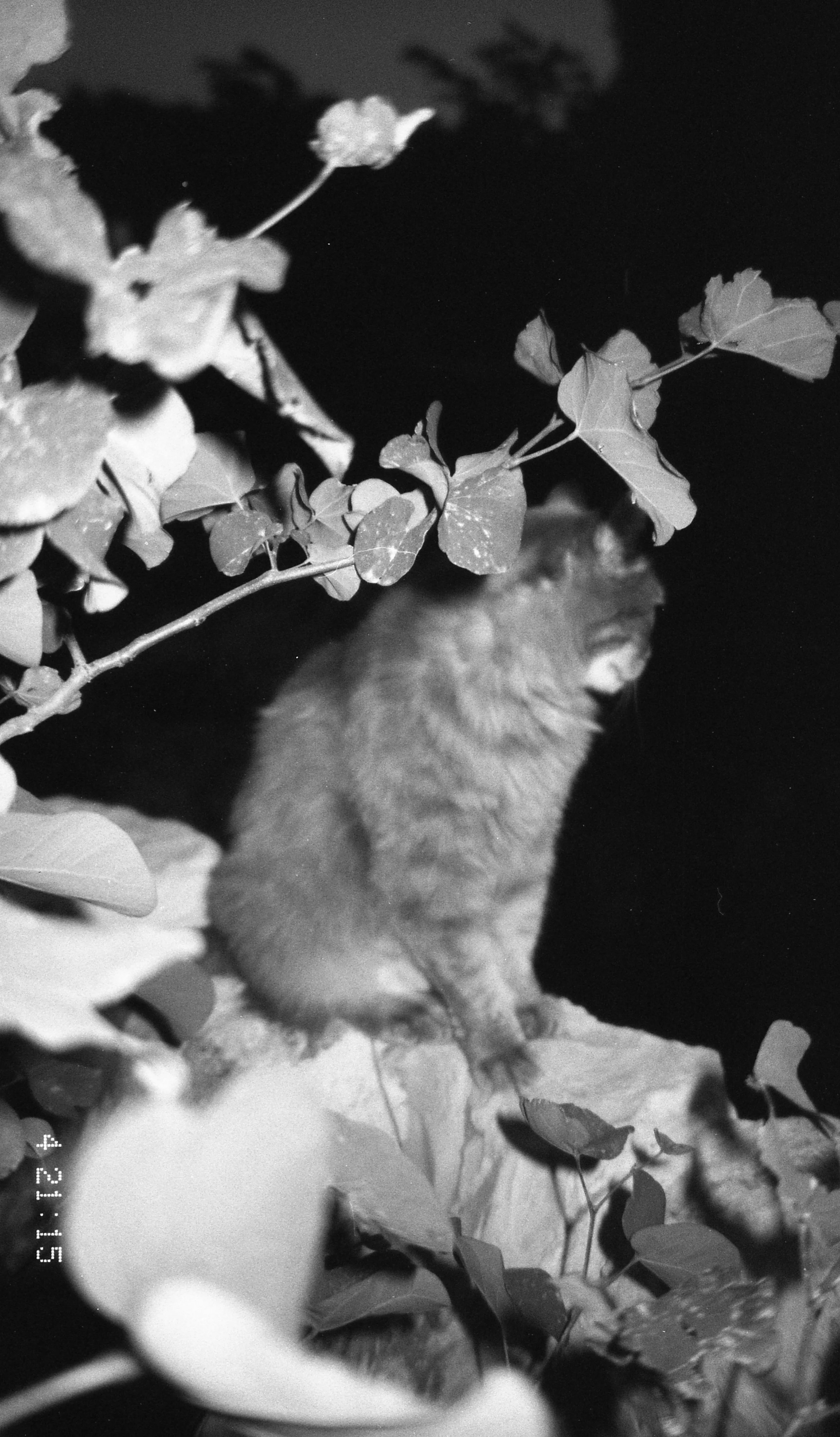 Black and white photo of a cat sitting behind leafy branches.