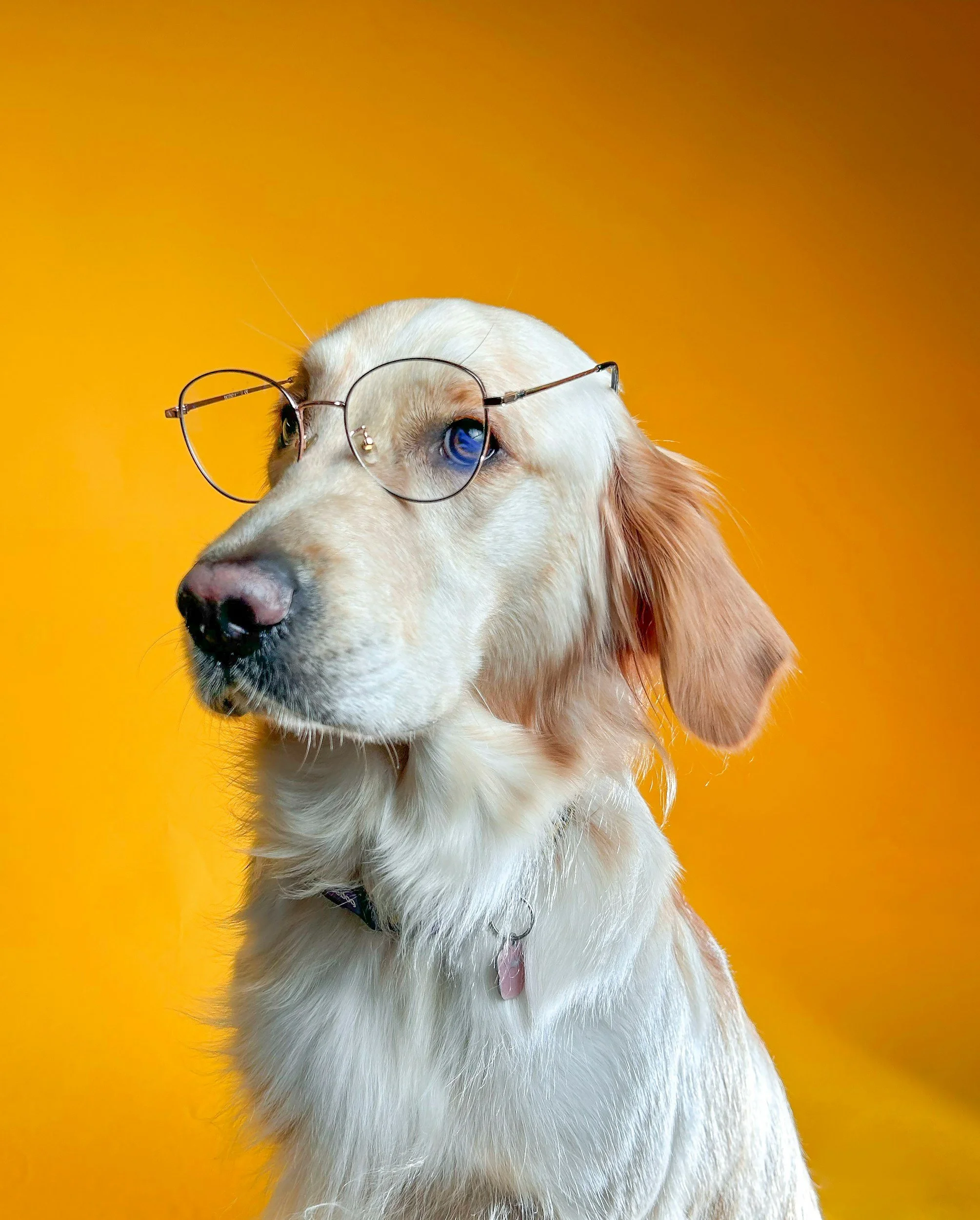 Dog wearing glasses against a yellow background.