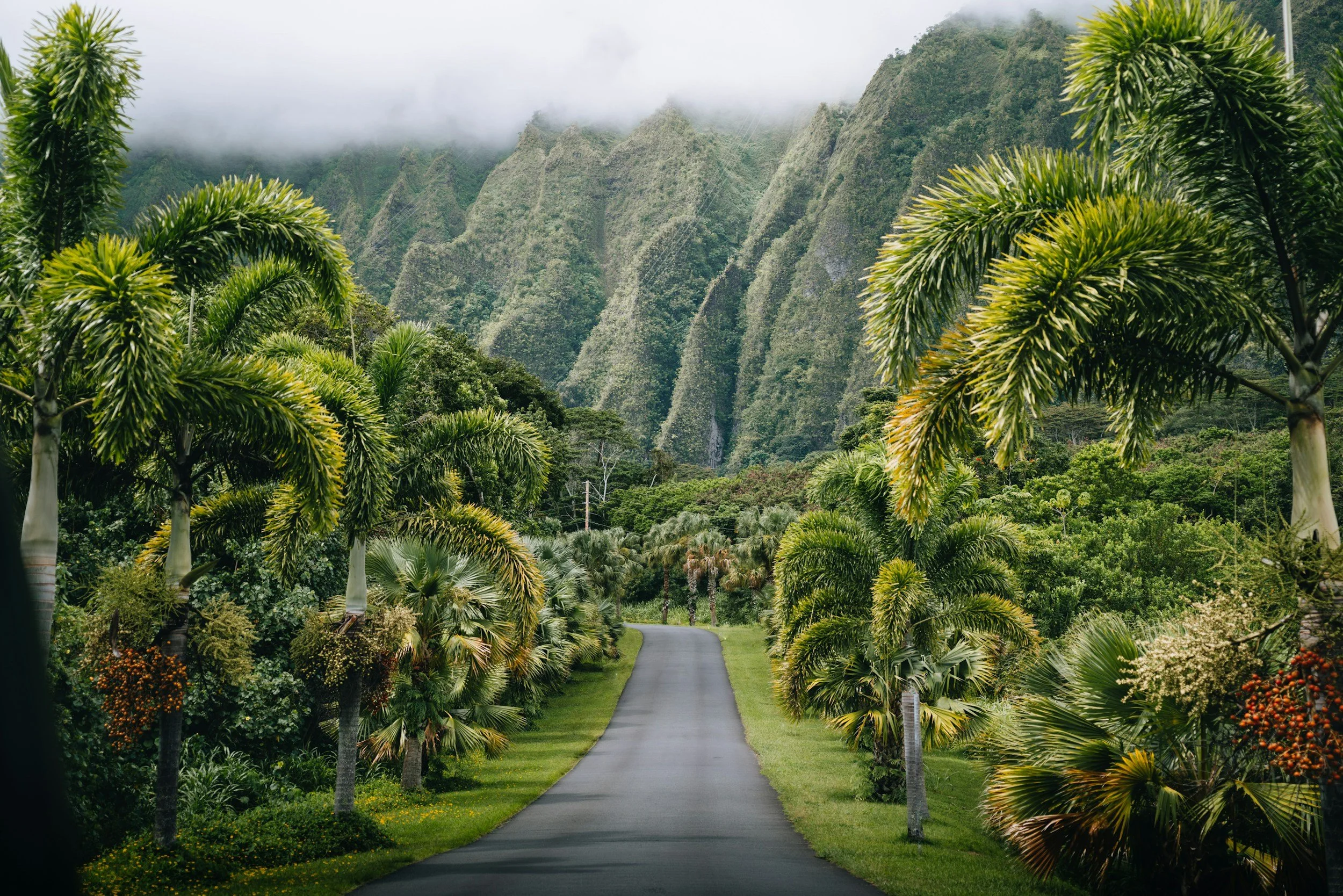 A winding paved road runs through a lush tropical landscape with palm trees and other green foliage, set against a backdrop of green mountains partially covered by clouds.