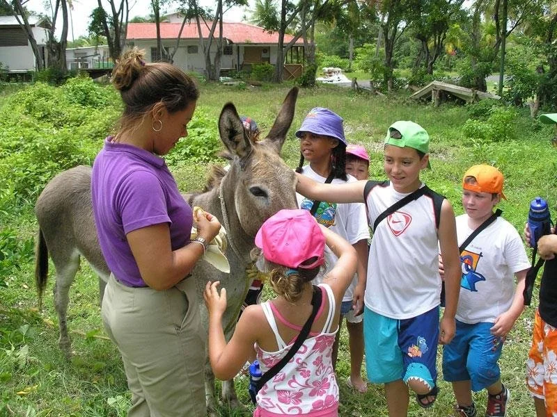 Adults and children feed a donkey in a grassy outdoor area, with trees and buildings in the background.