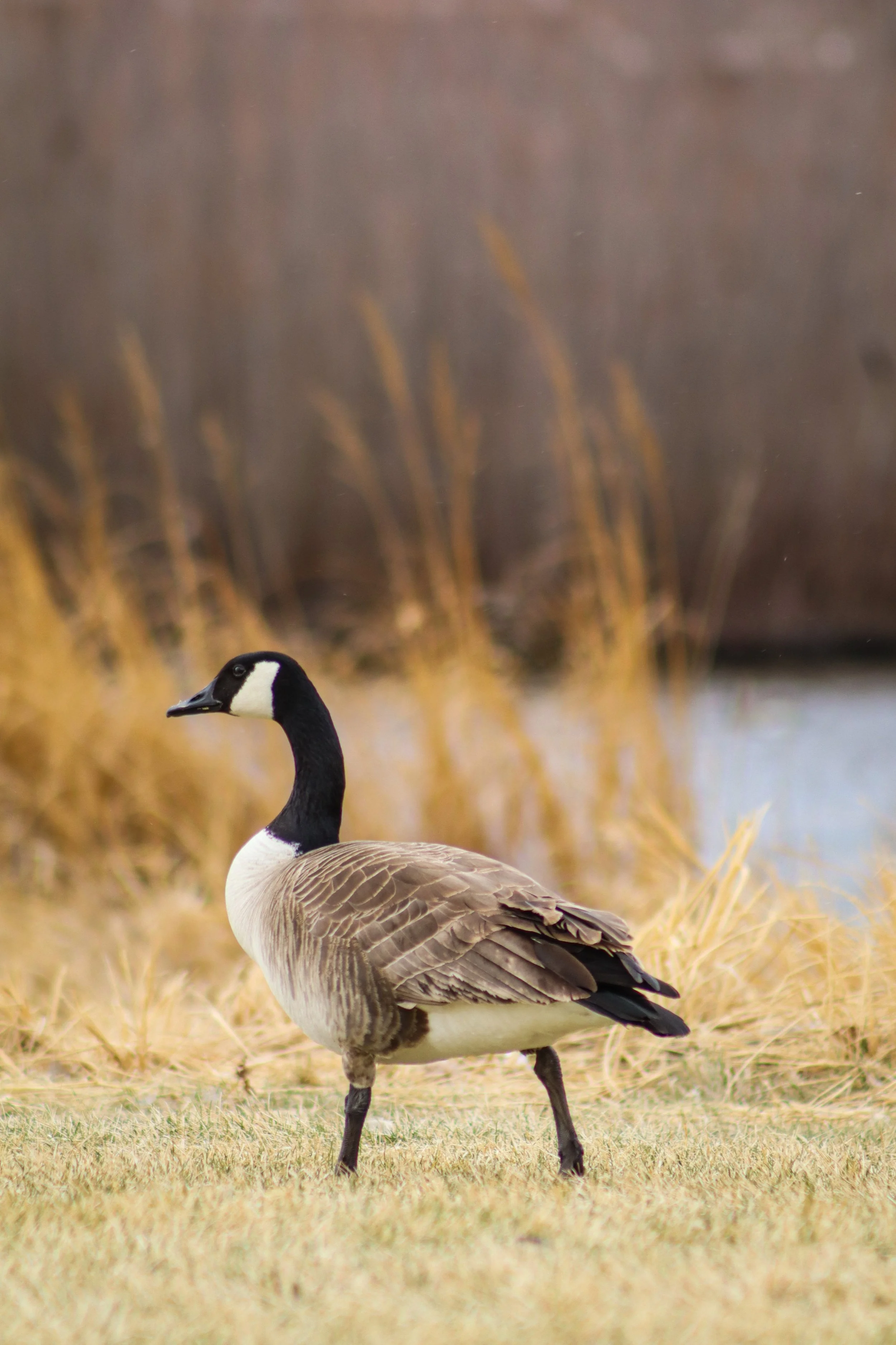 Wetland Crossing.JPEG