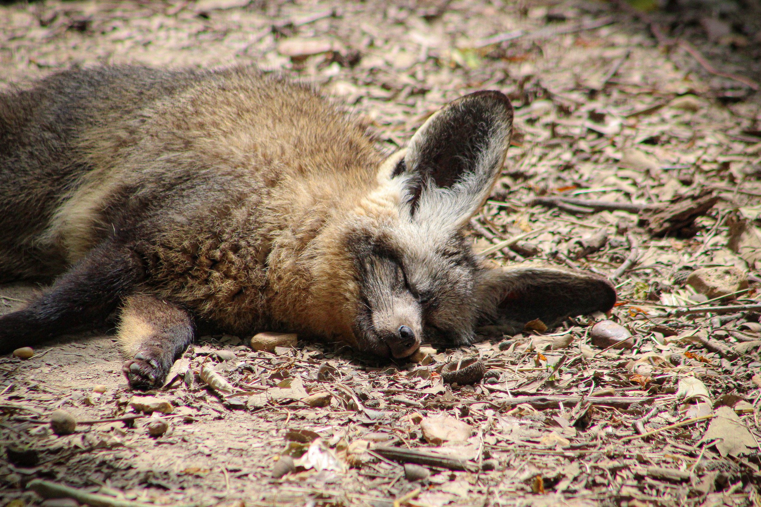 Big Ears, Sweet Dreams