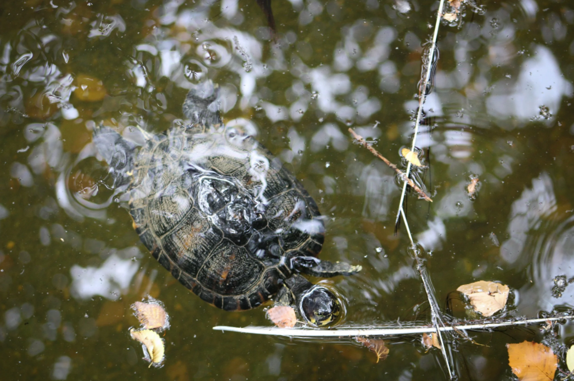 Screenshot 2026-03-07 114459.png