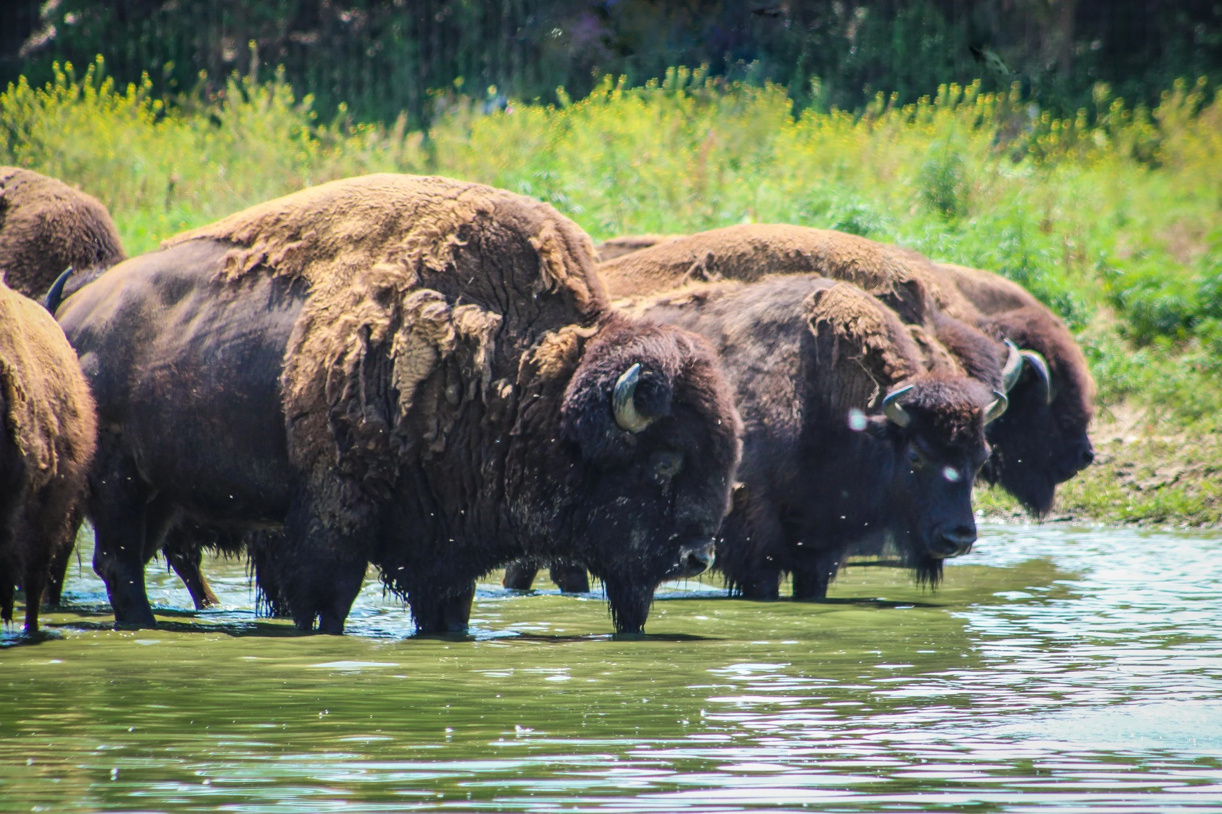 Reflections of the Prairie