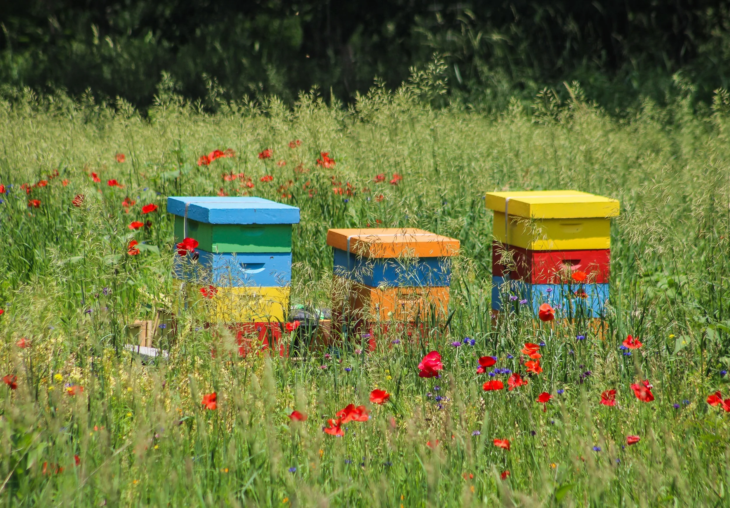 Among the Wildflowers