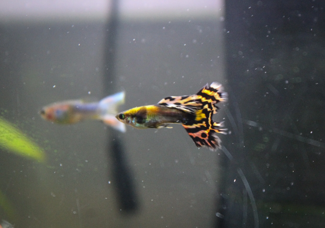 Screenshot 2026-03-07 115019.png