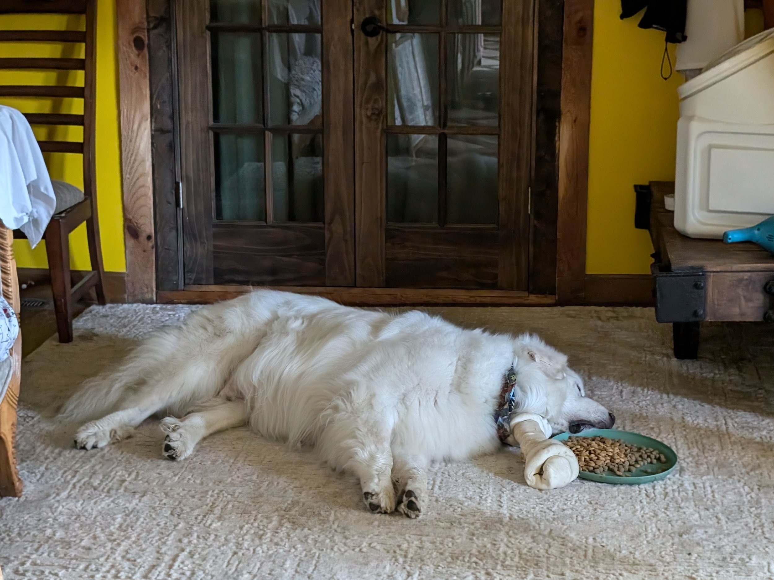 How Much Should My Great Pyrenees Dog Be Sleeping?