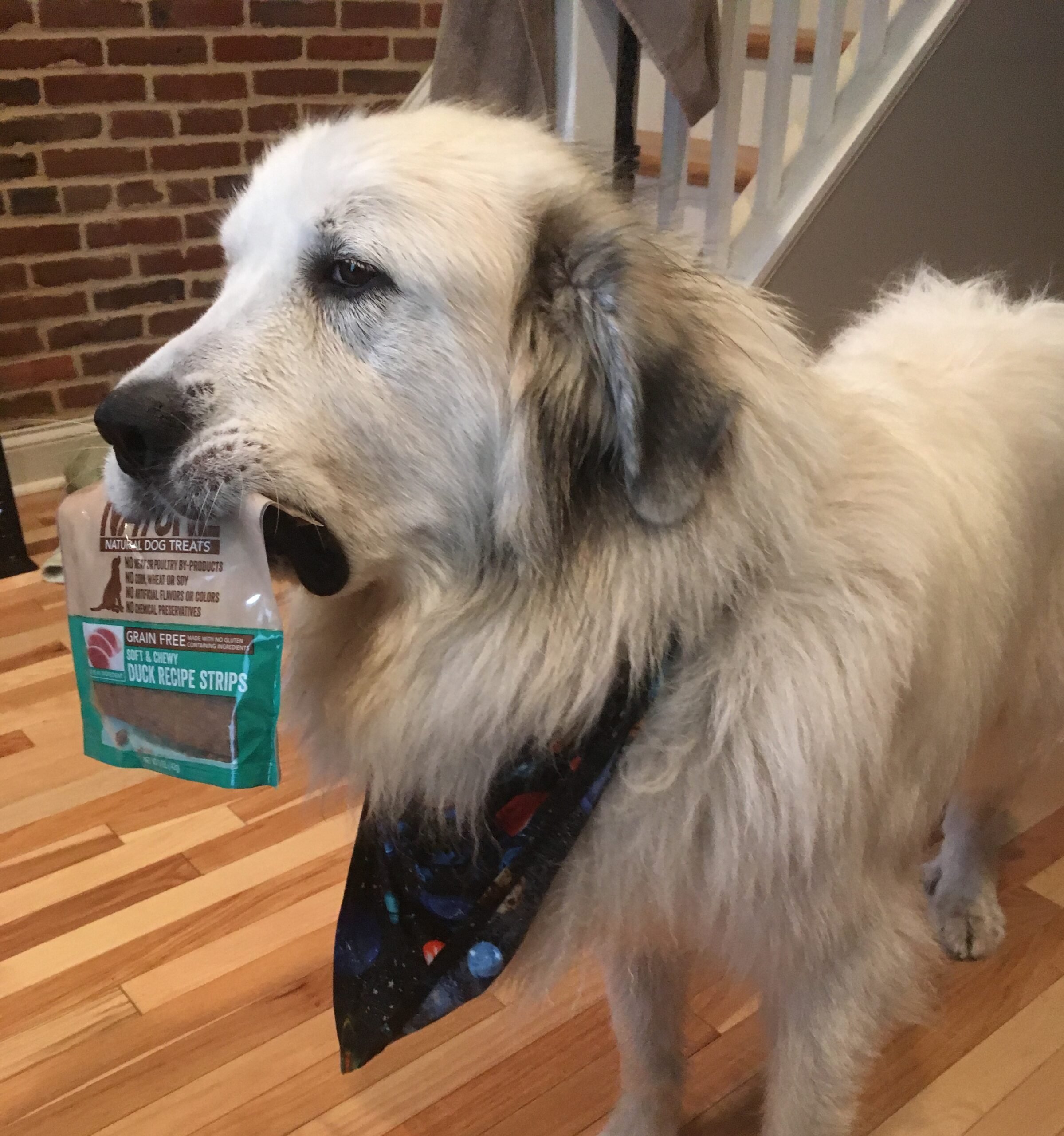 Foods To Avoid With Your Great Pyrenees