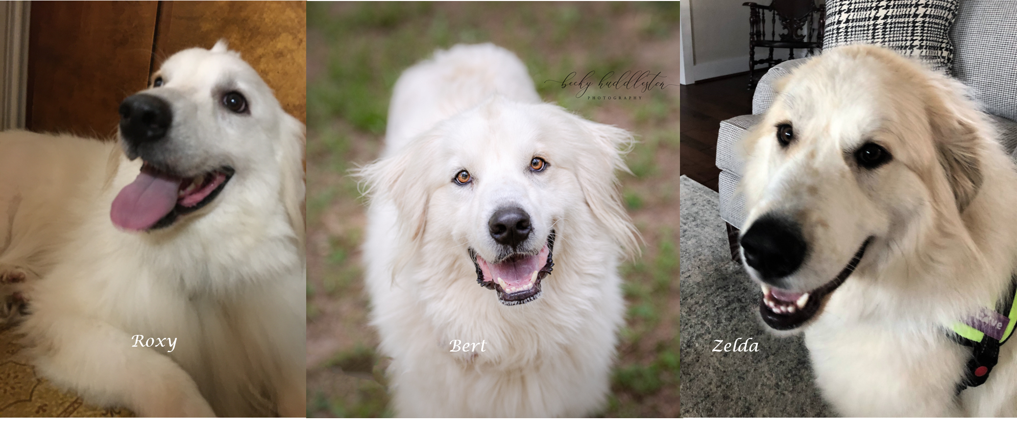 Roxy, Bert and Zelda...and they lived happily ever after!
