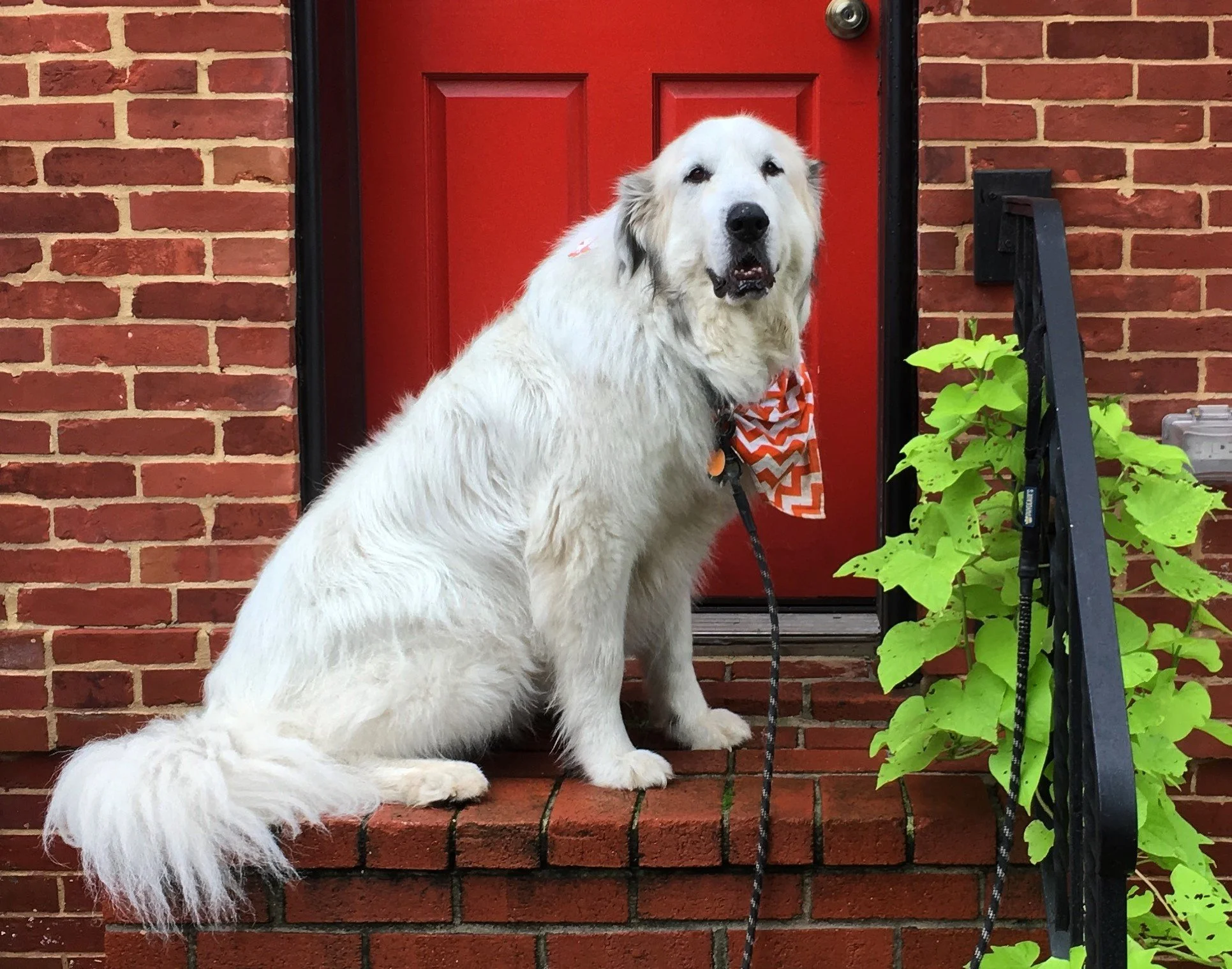 How To Introduce Your Pyr To A New House