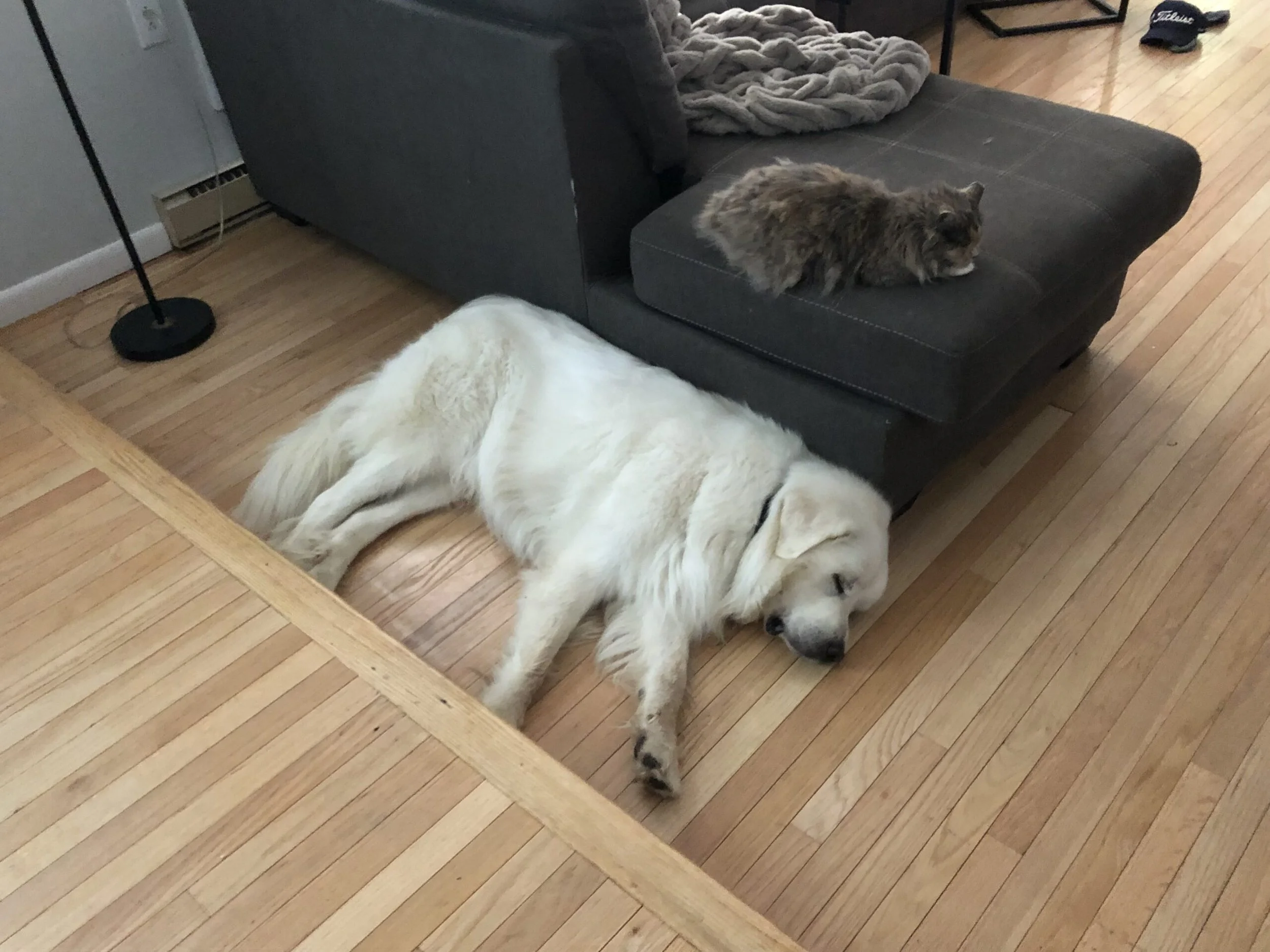How to Prevent Pet Emergencies