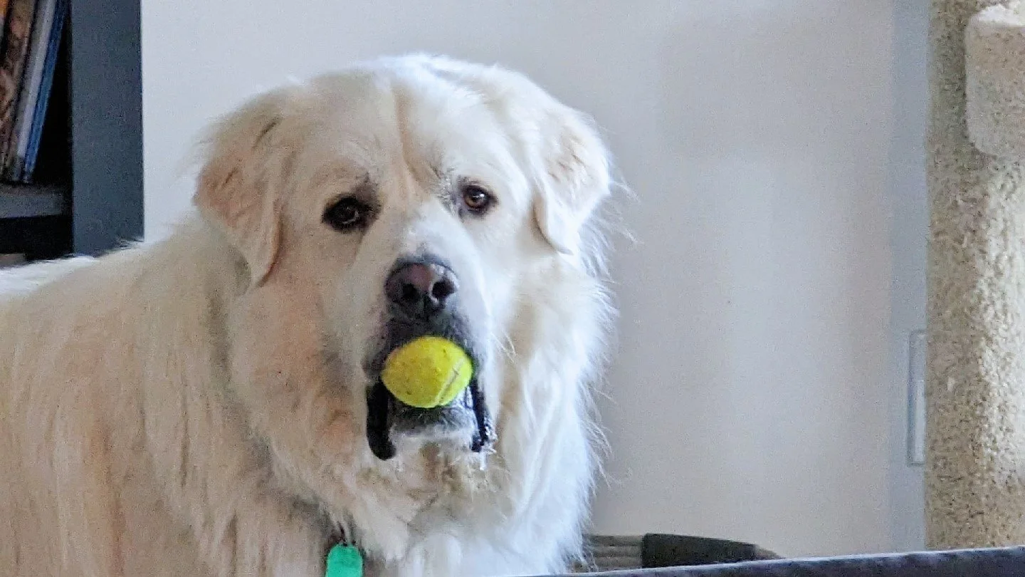 Can I Change My Great Pyrenees' Name After Adoption?