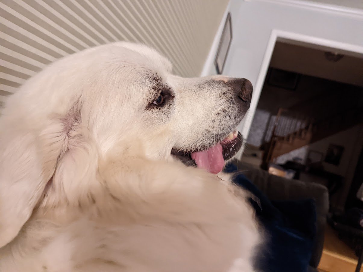 Ear Infections in Great Pyrenees Dogs