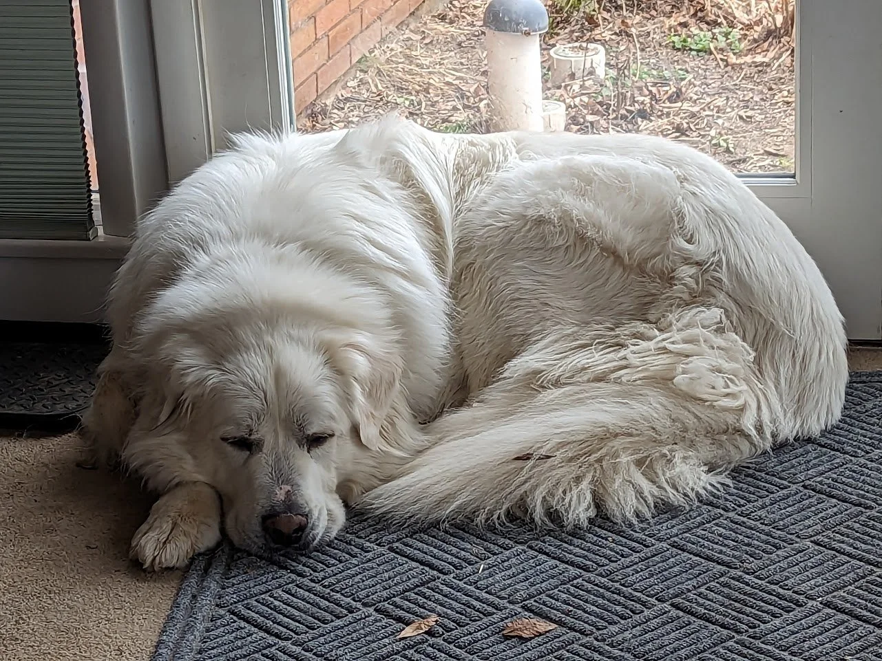 How Much Should My Great Pyrenees Dog Be Sleeping?