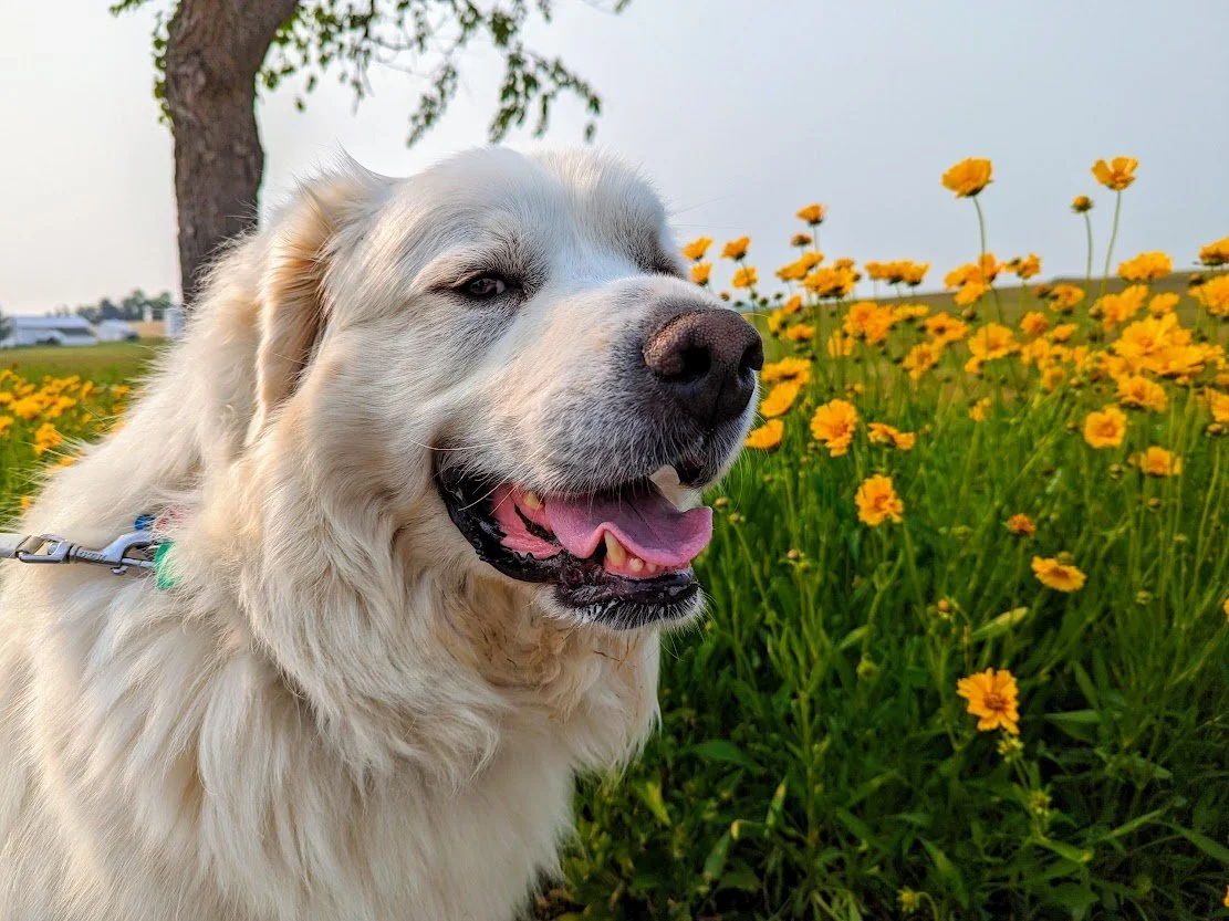 Protecting Your Great Pyrenees' Paws From Hot Summer Asphalt