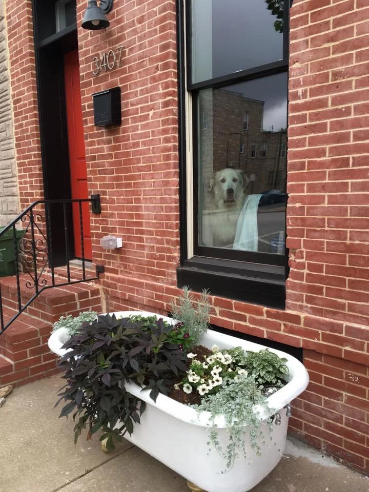 Keeping A Great Pyrenees Happy In The City