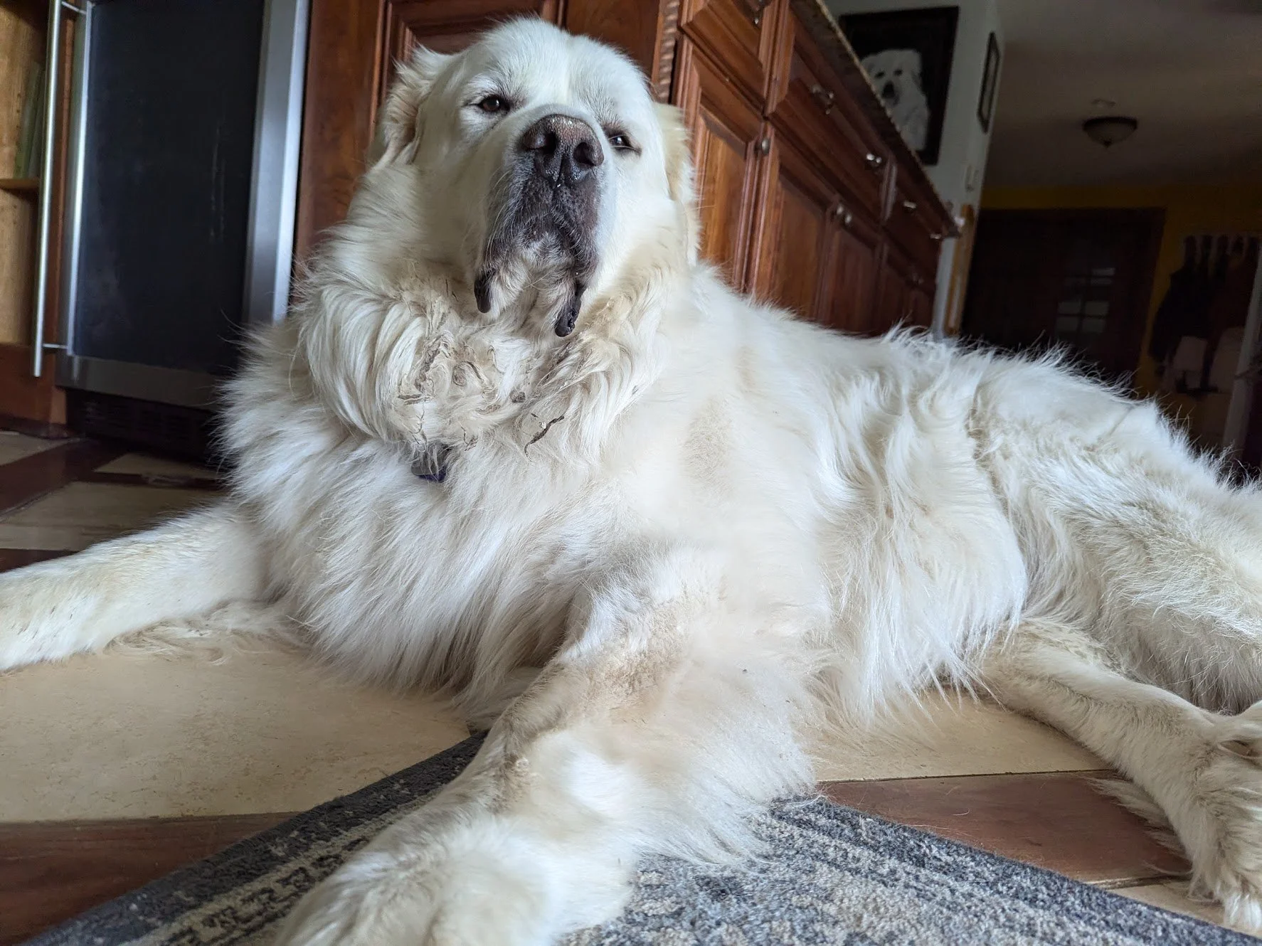 How Big Is A Great Pyrenees Dog?