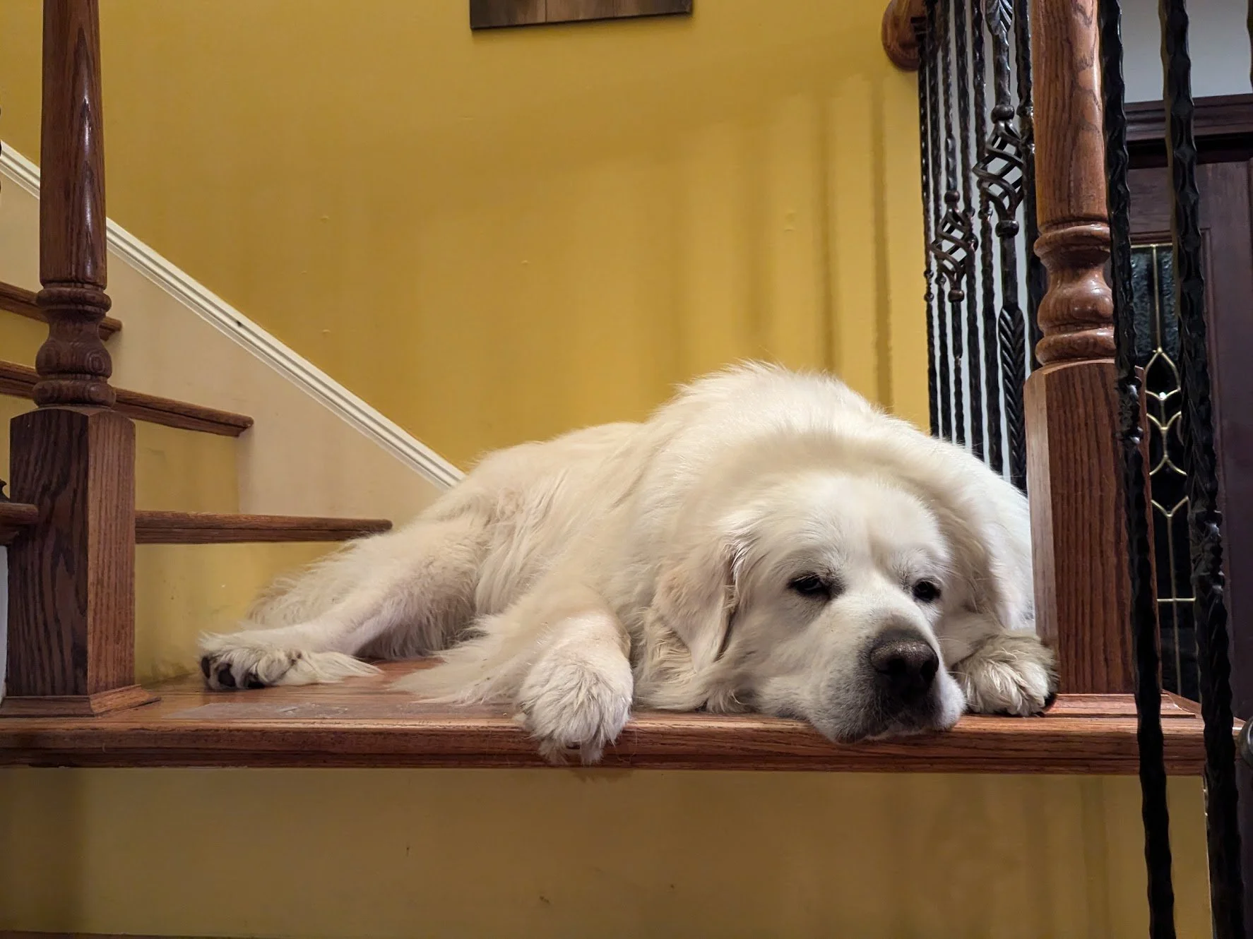 Is a Great Pyrenees Dog A Good Choice for First-Time Dog Owners?