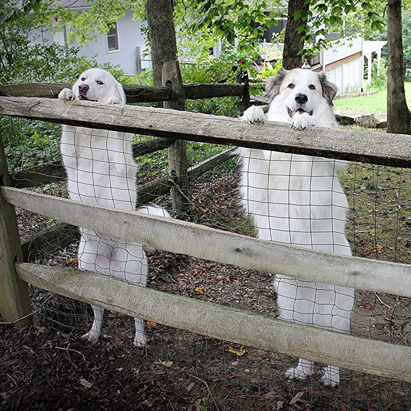 Why We Require a Four-Foot Fence for Adoption