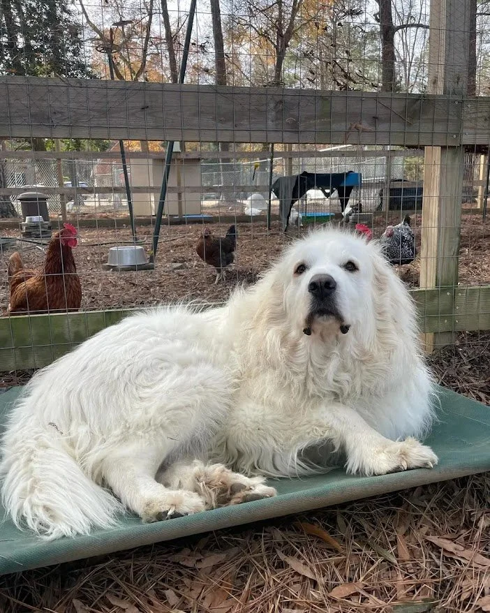 Great Pyrenees vs Other Livestock Guardian Breeds: What Sets Them Apart?