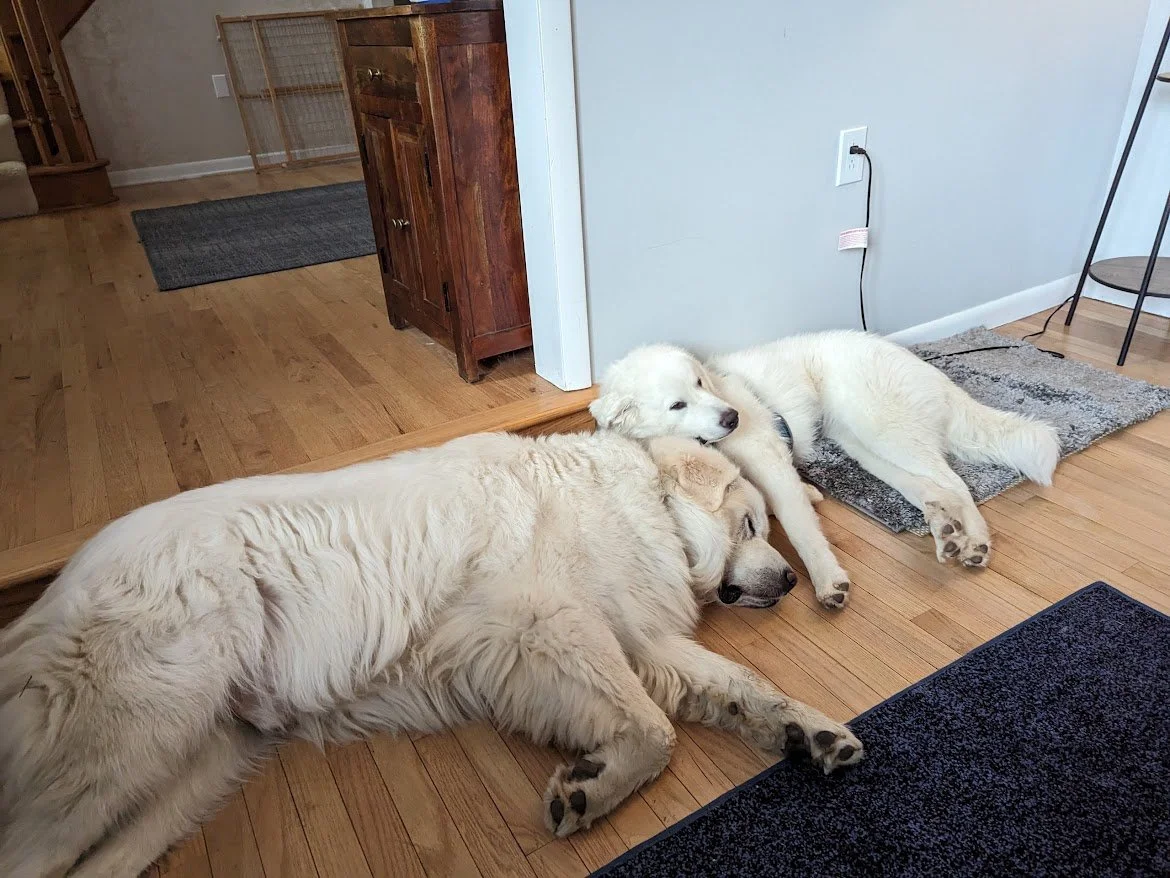 The History of Great Pyrenees Dogs