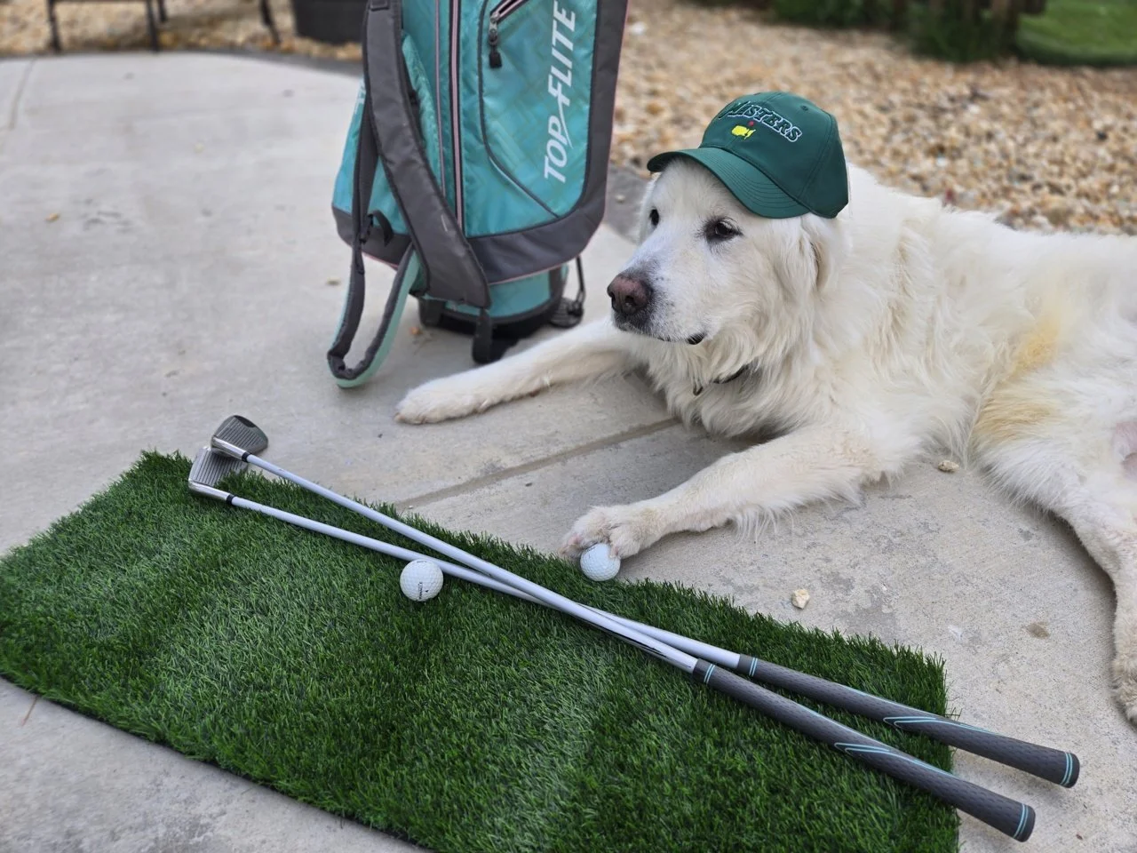 10 Fun Facts You Didn’t Know About Great Pyrenees