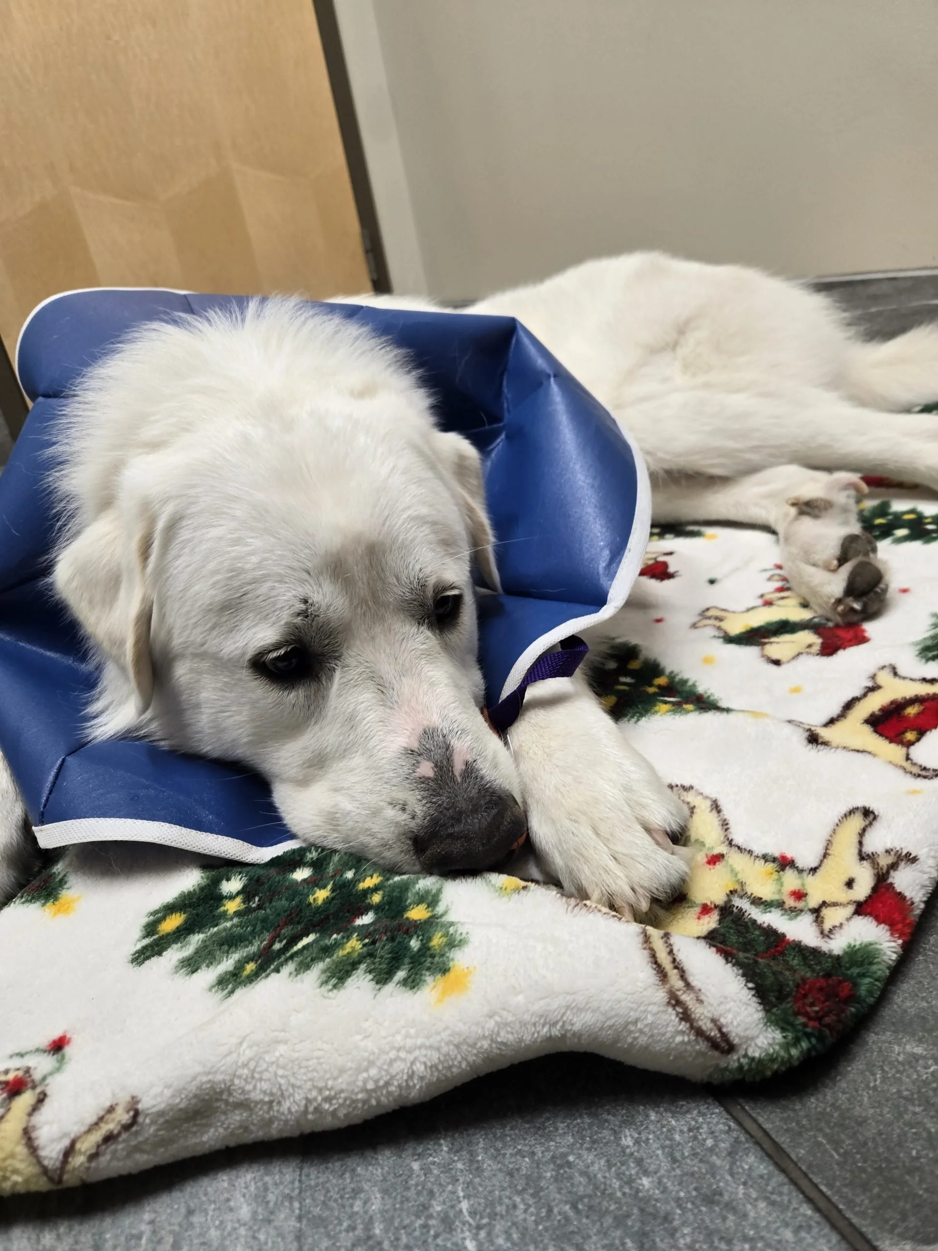 Xander’s Close Call: A Reminder About Pet Safety