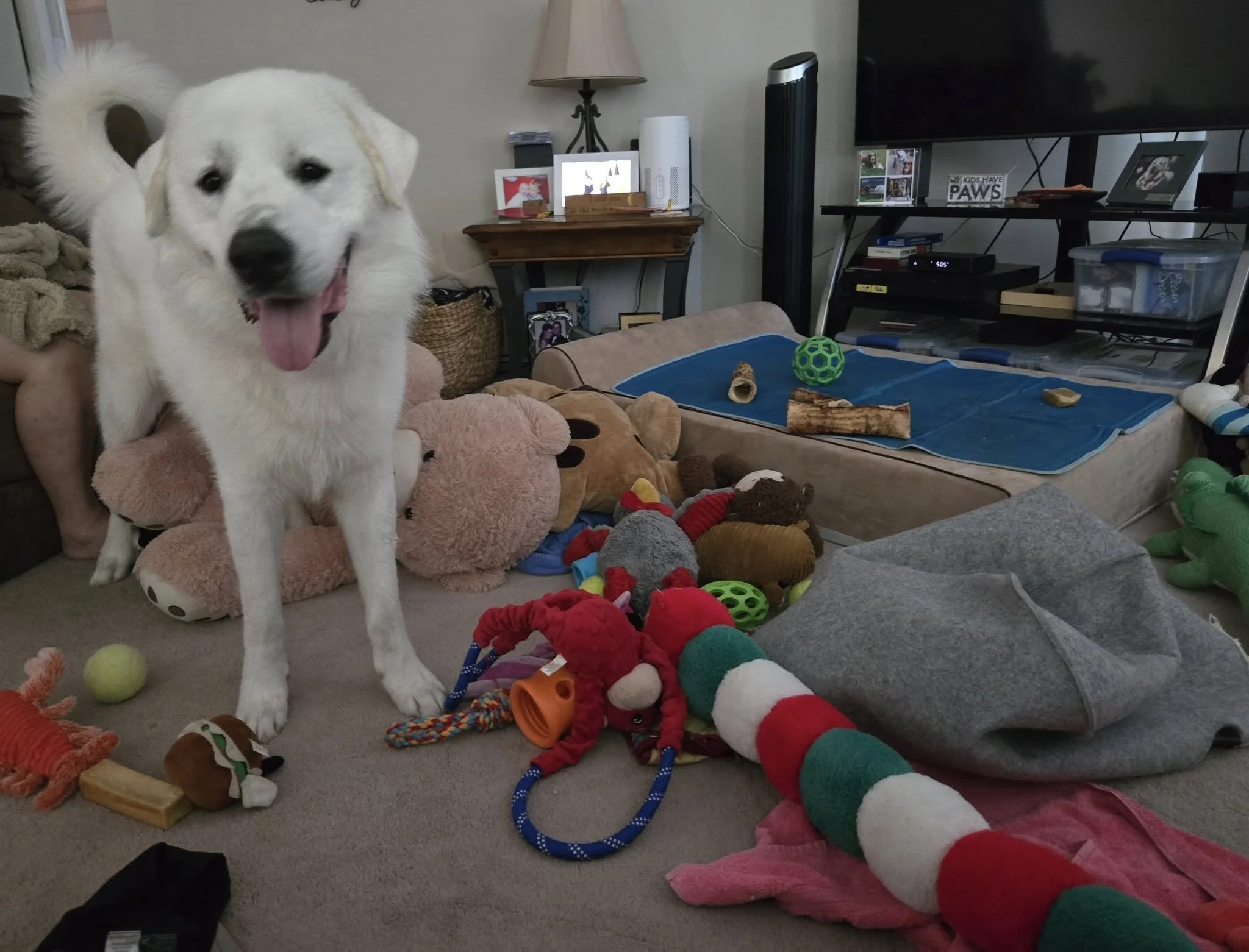 Keeping Your Great Pyrenees Cool When the AC Goes Out