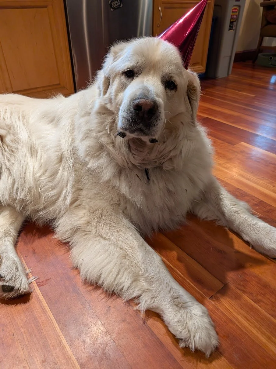 How to Celebrate Your Pyr: Birthday Ideas, Gotcha Days & More
