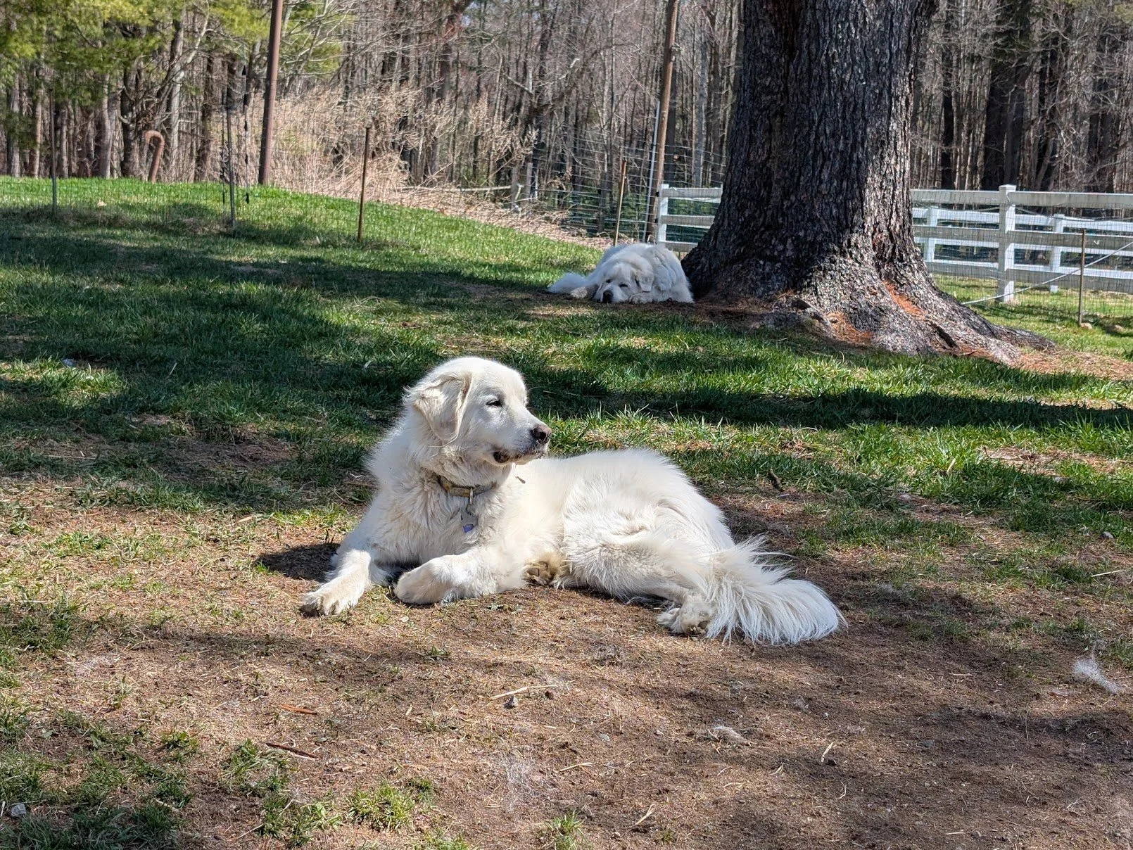 Why Does My Great Pyrenees Ignore Me? Understanding Independent Dog Behavior