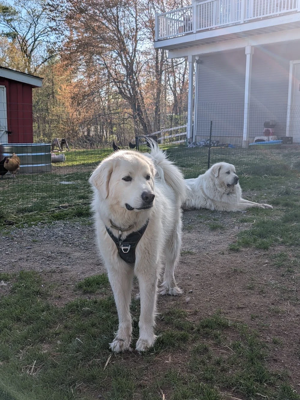 The Pyr Patrol: Why Great Pyrenees Love to Guard—Even When There's Nothing There