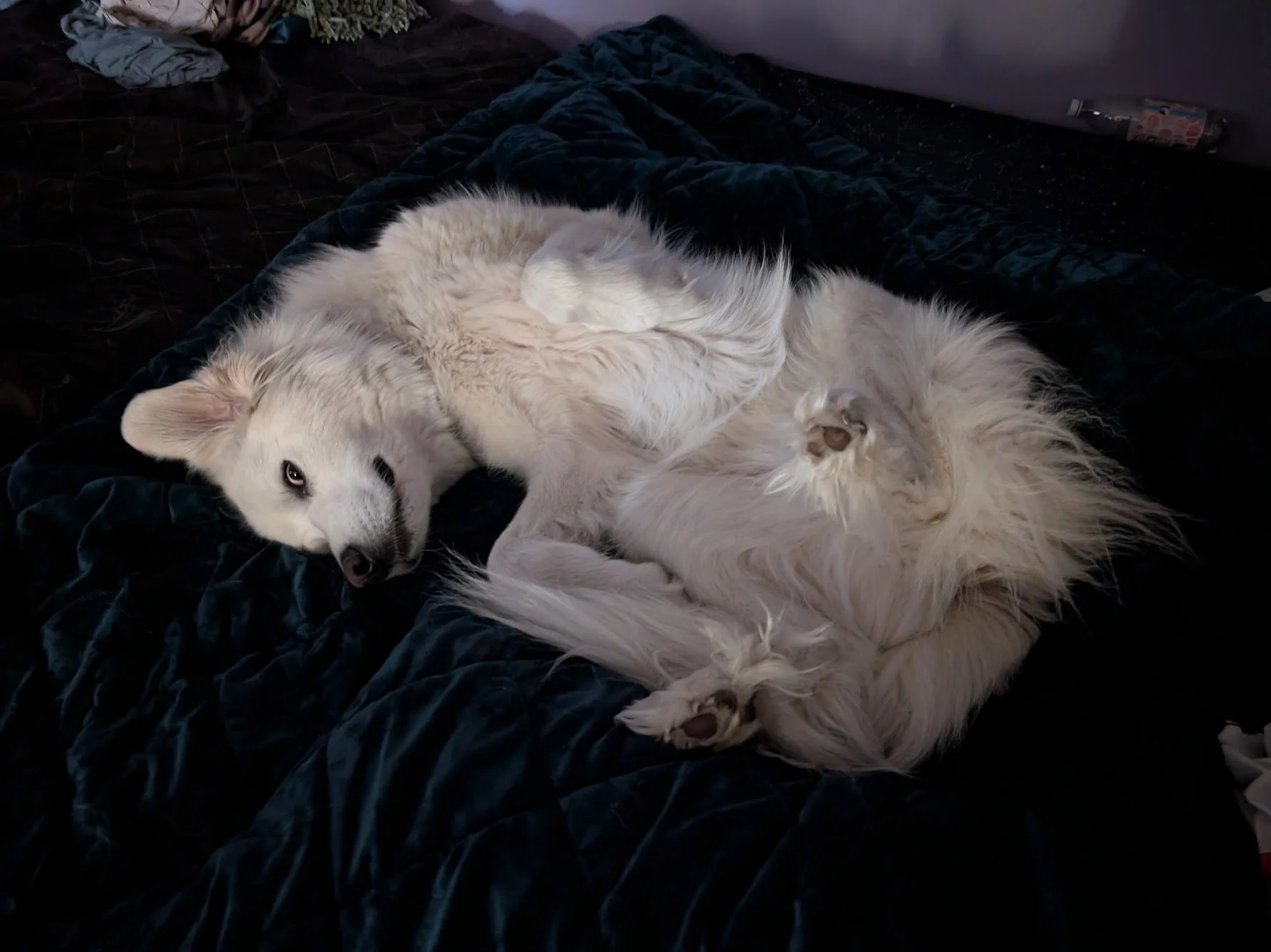 Living With a Night Owl: Great Pyrenees and Their Nocturnal Habits