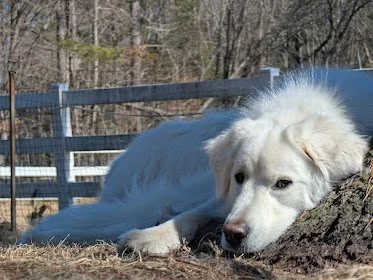 How to Create a Pyr-Proof Fence (And Why You’ll Probably Need One)