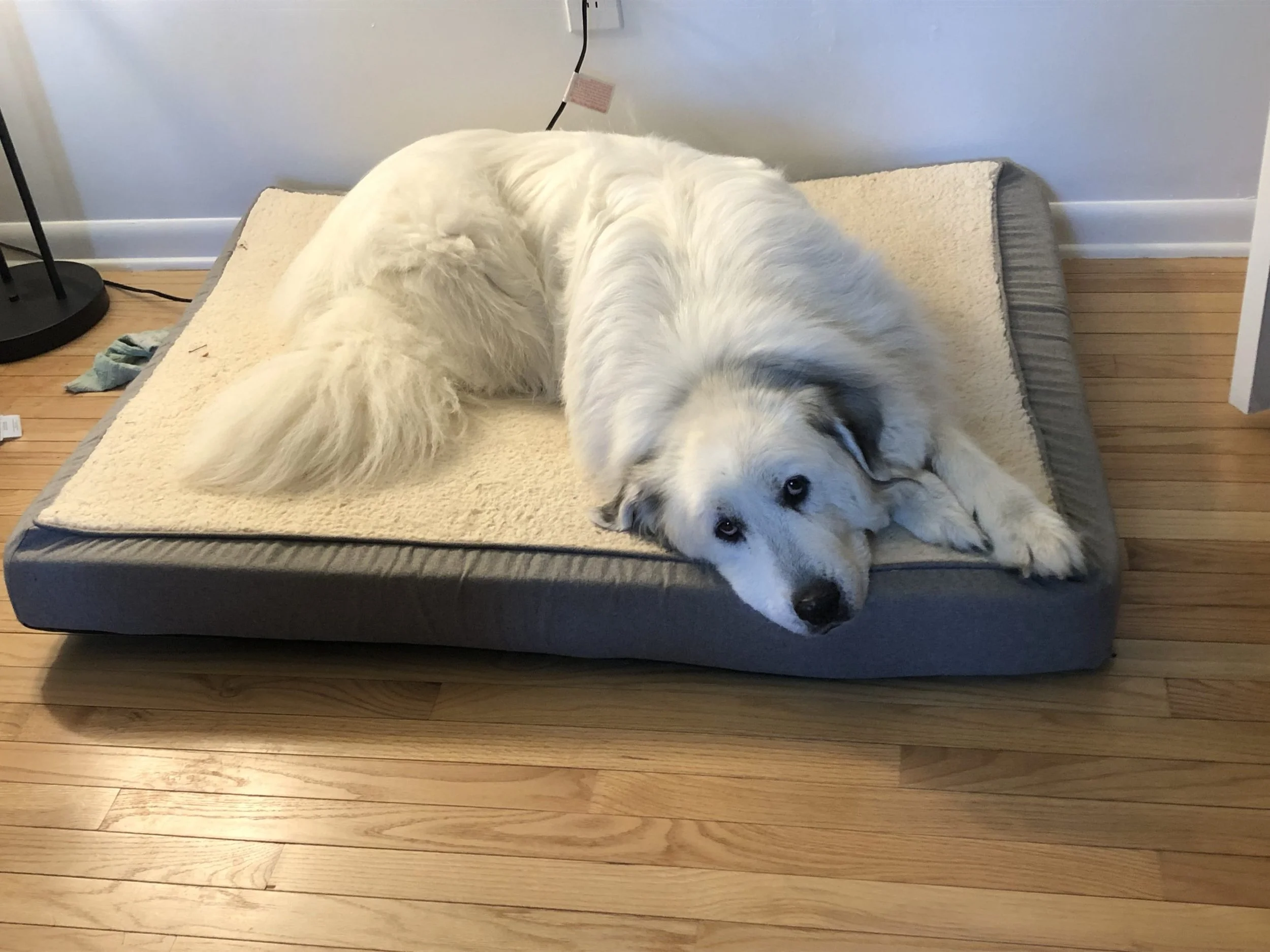 Managing Joint Pain in Great Pyrenees Dogs