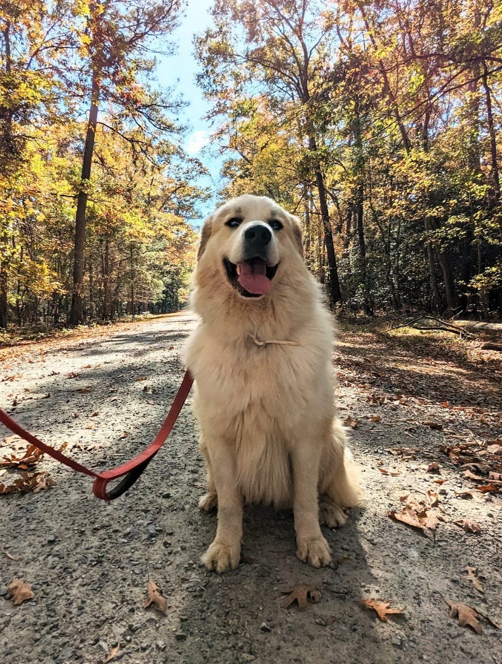 a happy great pyrenees dog smiling in fall