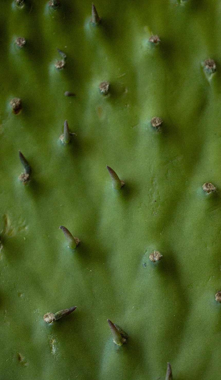 Close-up of green cactus surface with prominent short, sharp spines.