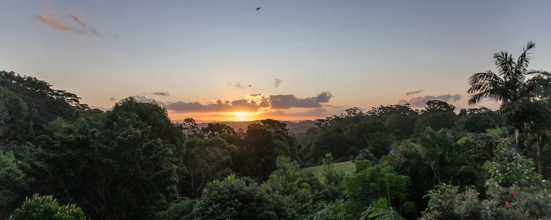 Sunset over a lush green forest with scattered clouds and a couple of birds flying in the sky. Sunshine Coast.