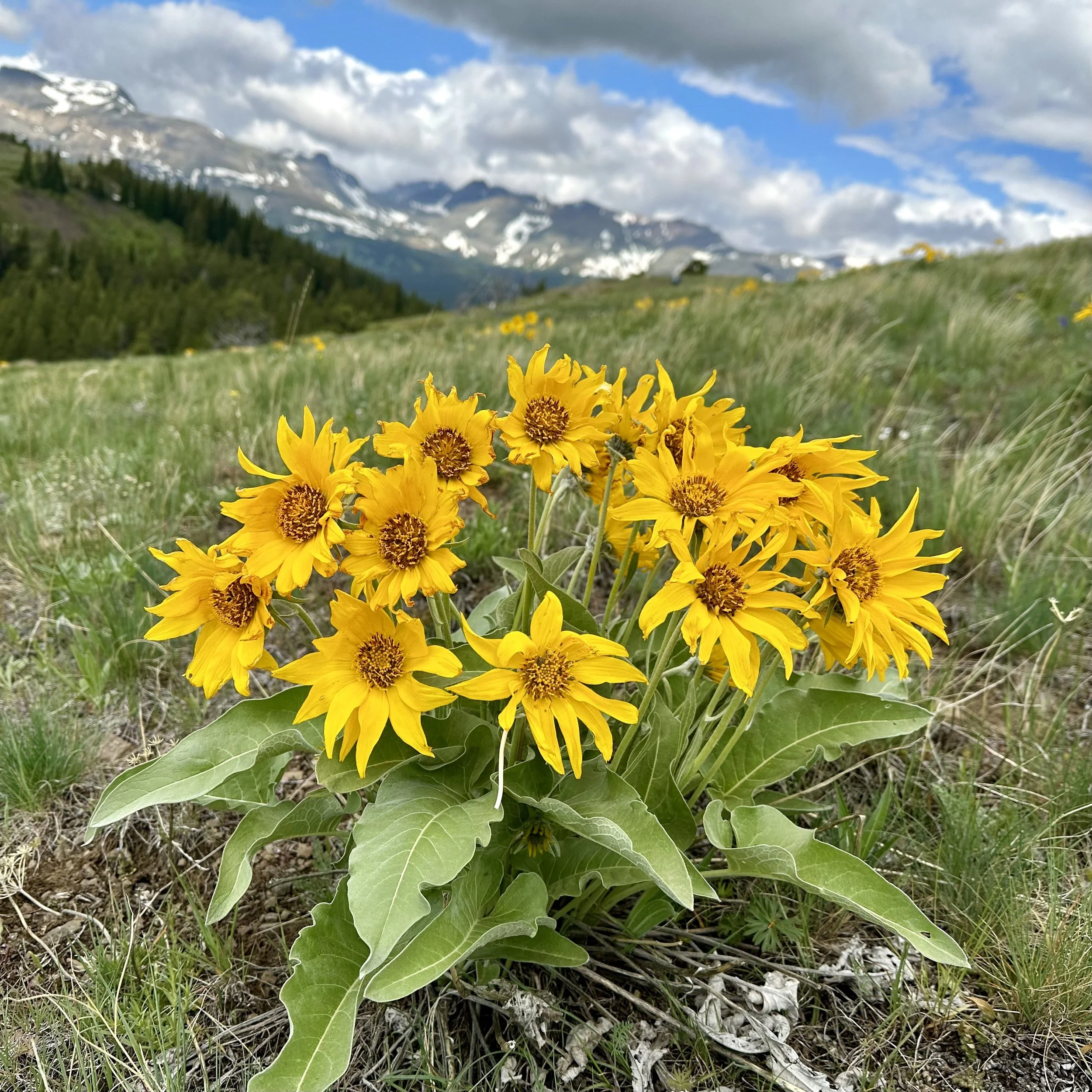 Arrowleaf Balsamroot Flower Essence, 1 oz dropper bottle