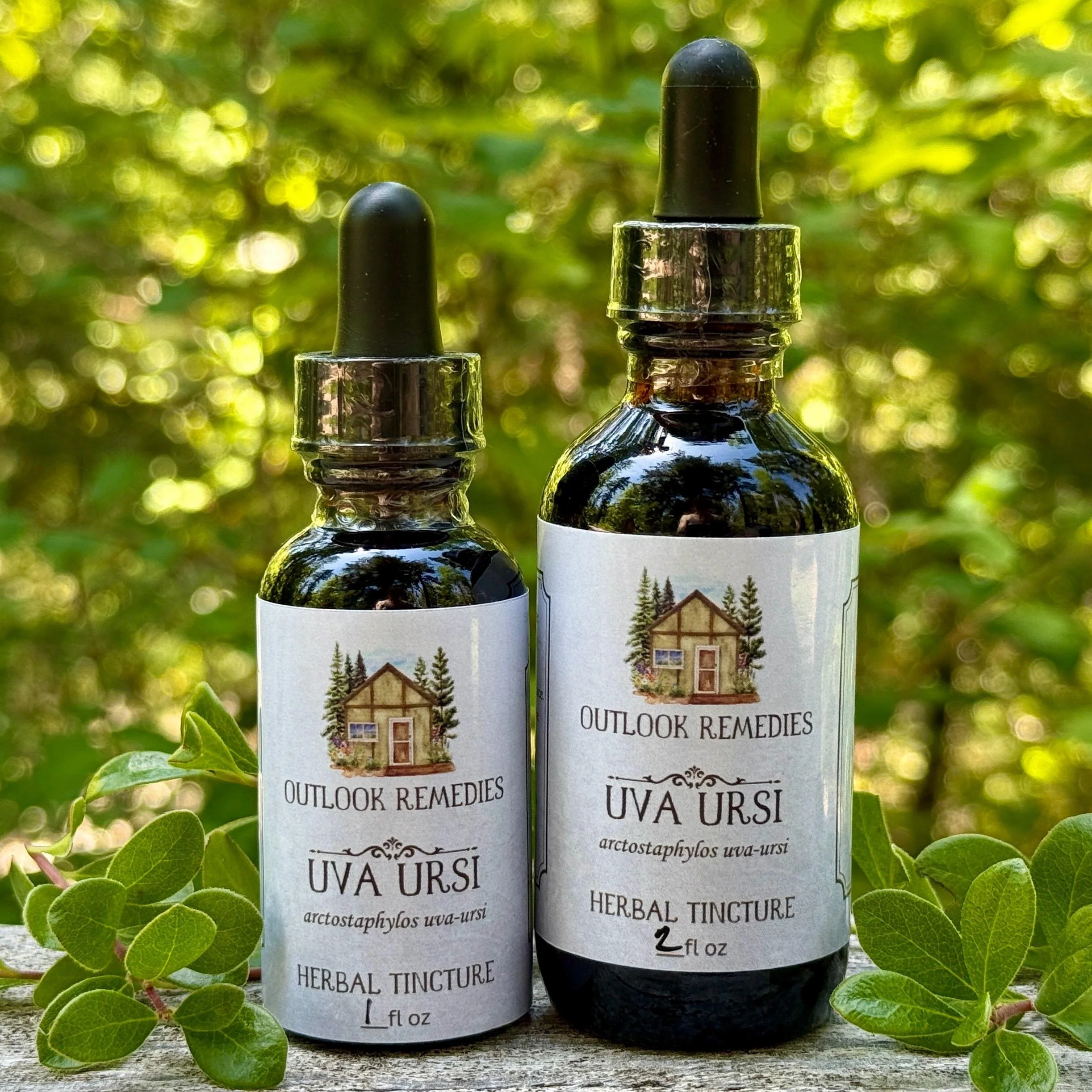 Wildcrafted Uva Ursi Tincture