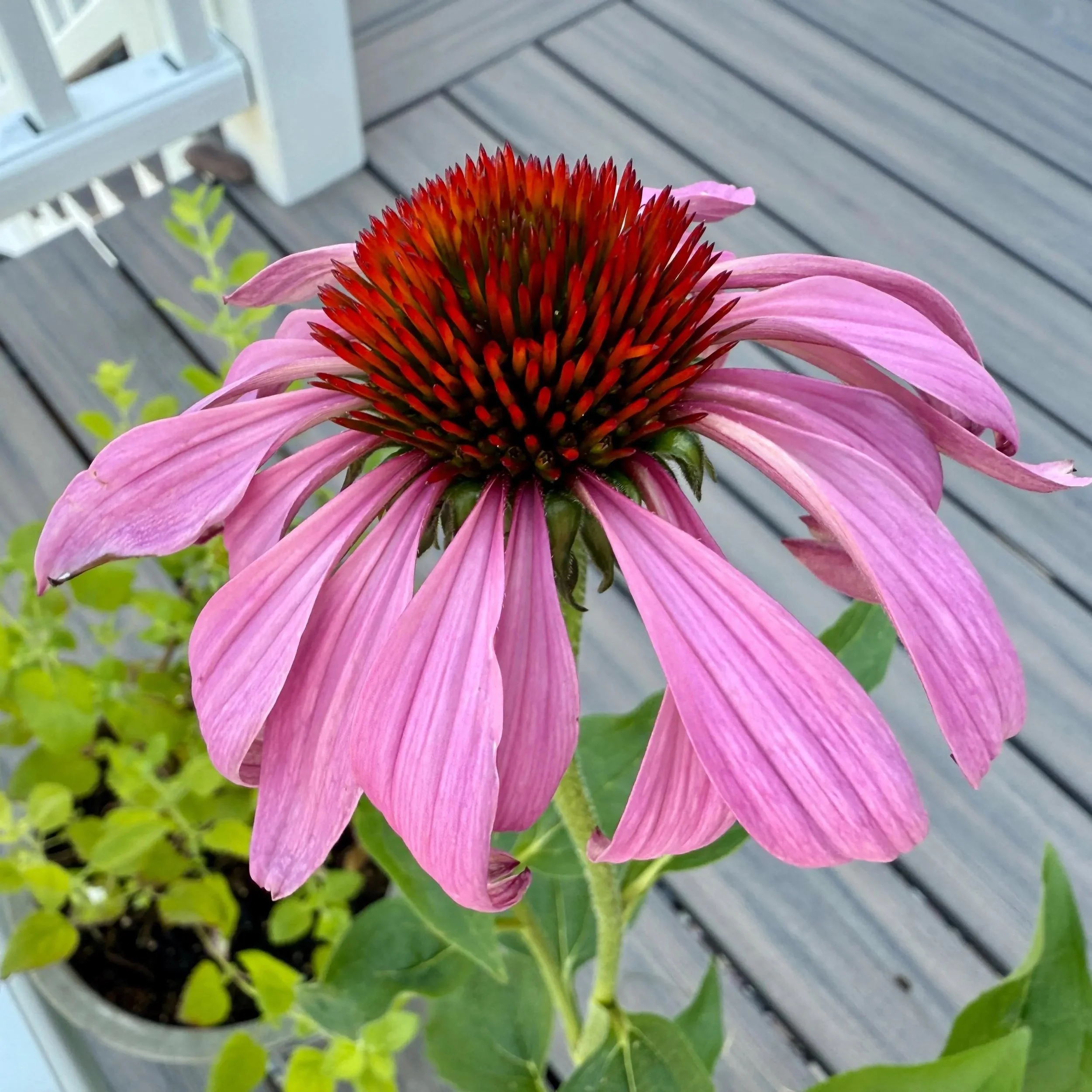 Echinacea Flower Essence, 1 oz dropper bottle