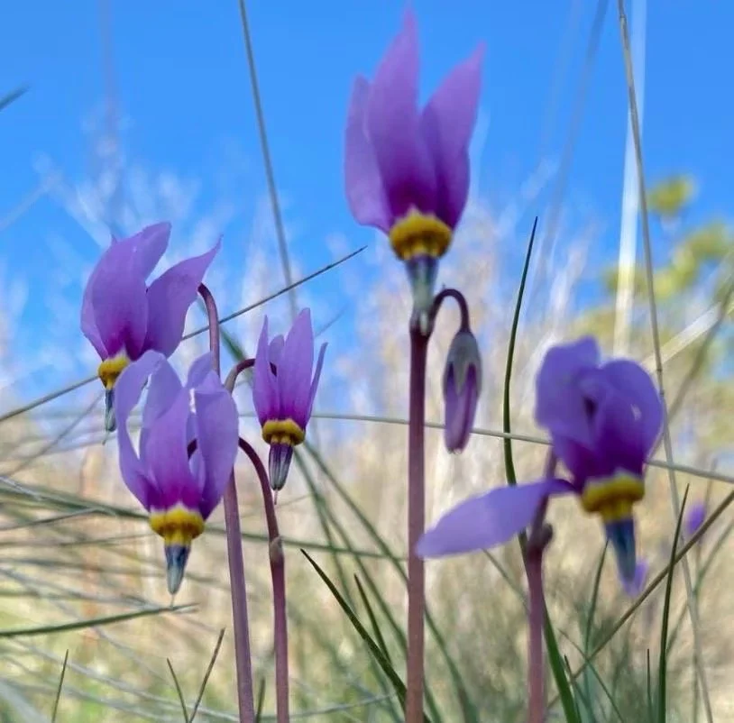 Shooting Star Flower Essence, 1 oz dropper bottle