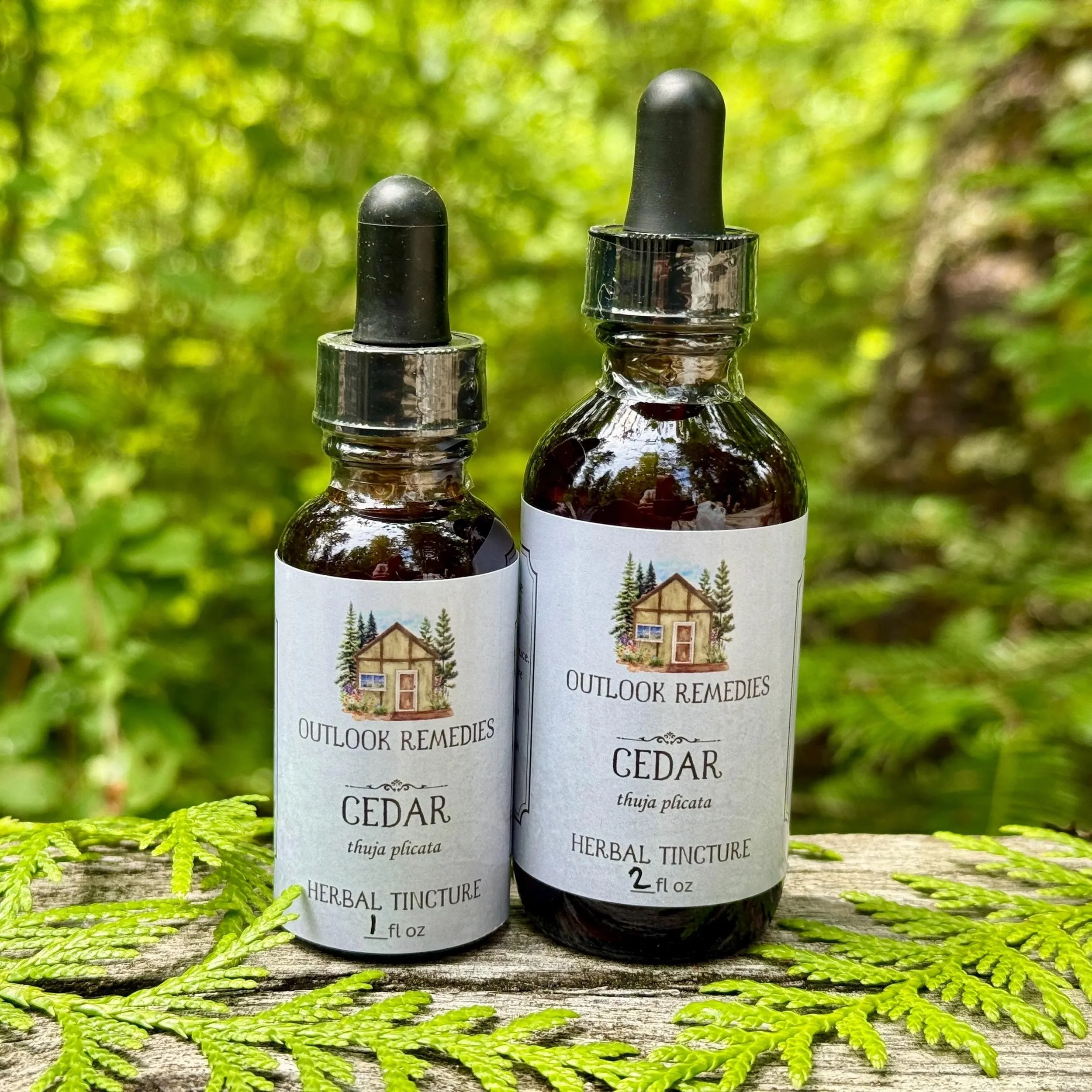 Wildcrafted Cedar Tincture
