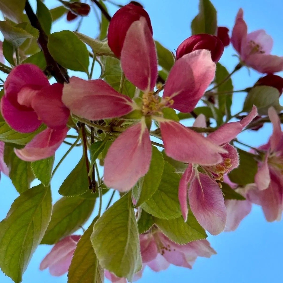 Crab Apple Flower Essence, 1 oz dropper