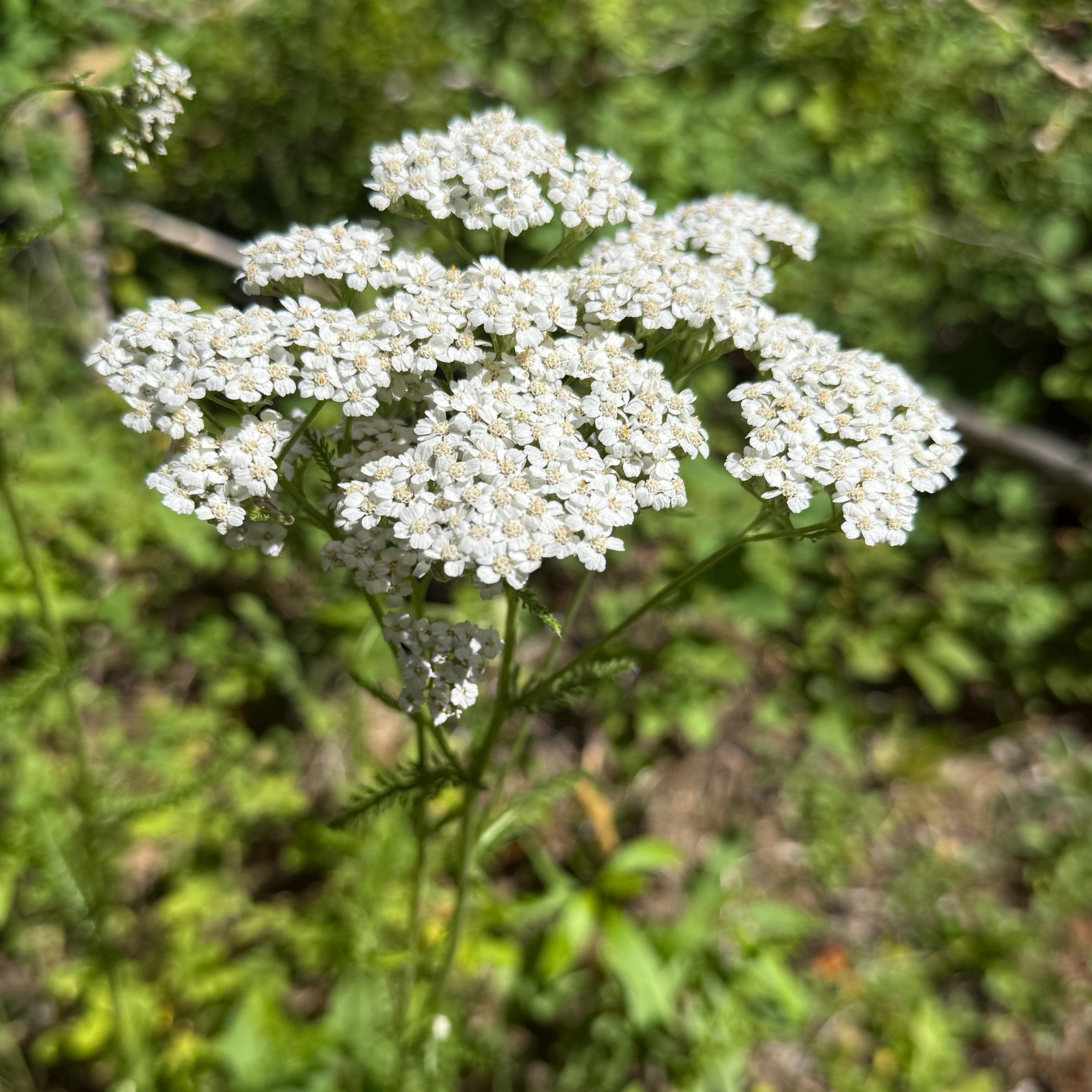 Yarrow Flower Essence, 1 oz dropper bottle