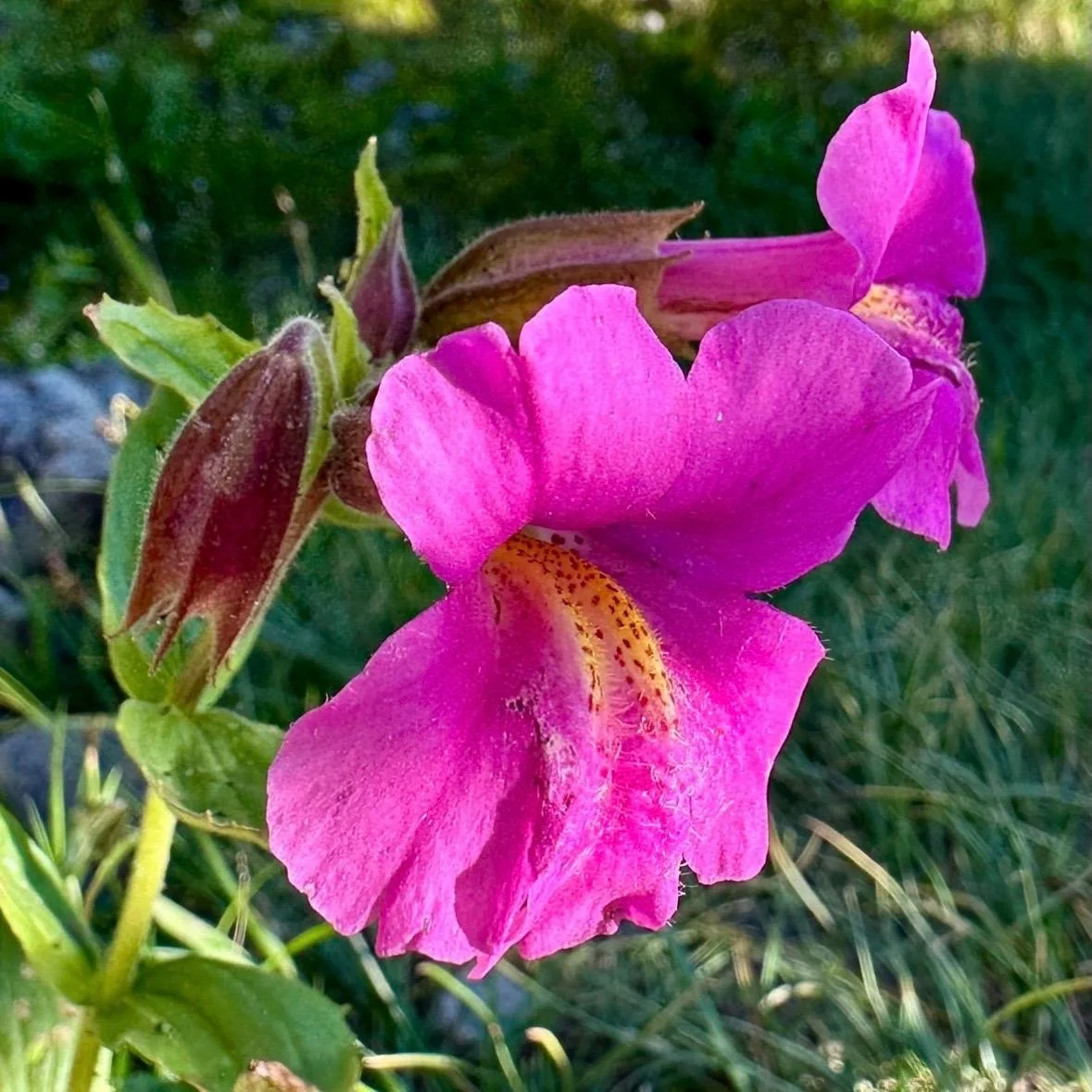 Pink Monkeyflower Flower Essence, 1 oz dropper bottle