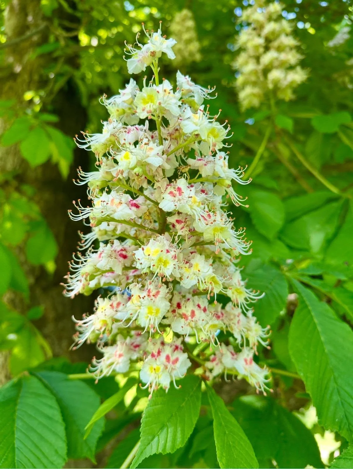 White Chestnut Flower Essence, 1 oz dropper bottle