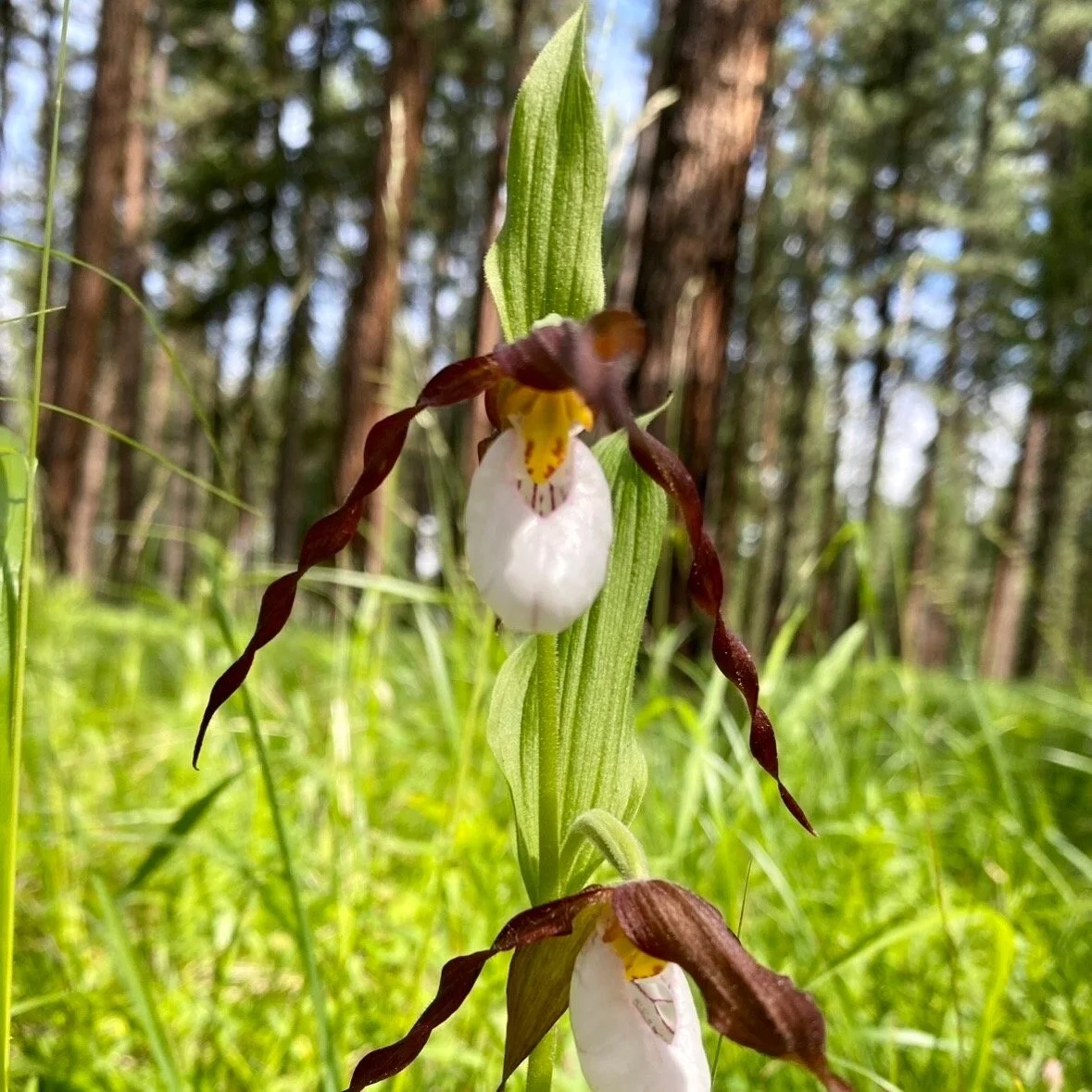 Lady Slipper Flower Essence, 1 oz dropper bottle