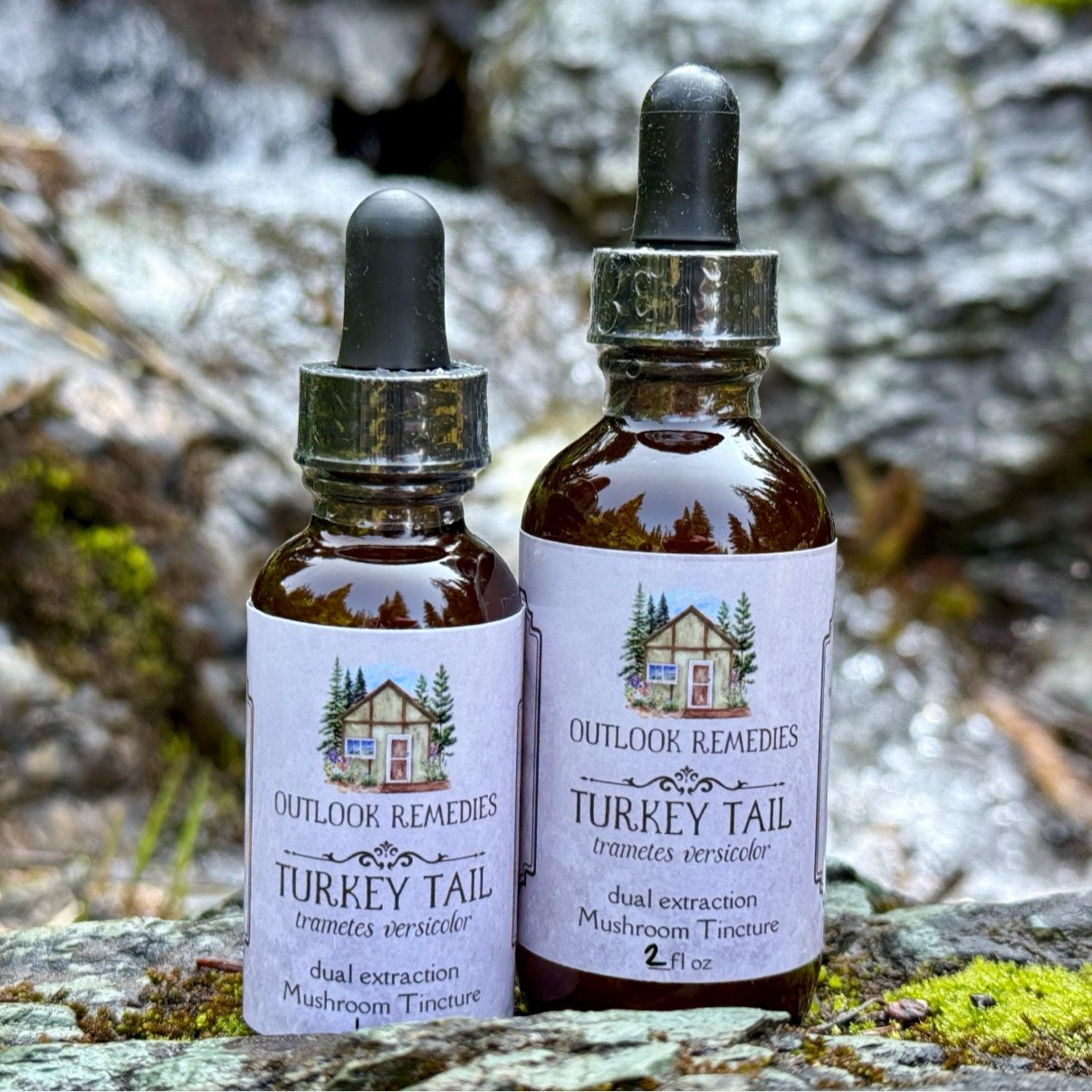 Wildcrafted Turkey Tail Mushroom Tincture
