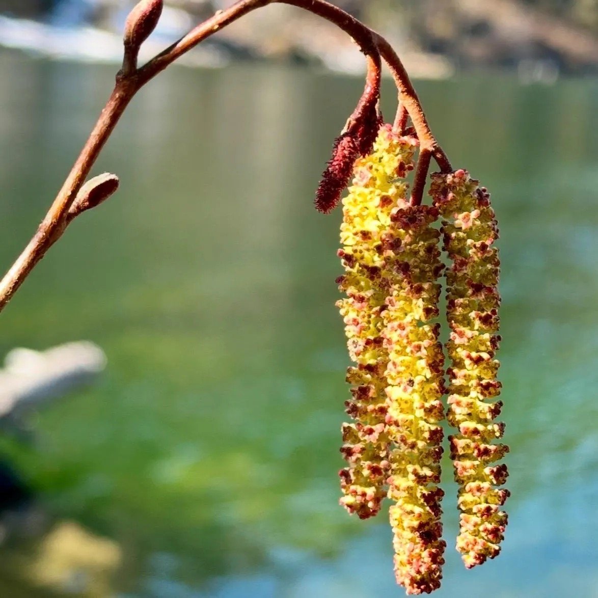 Alder Flower Essence, 1 oz dropper bottle