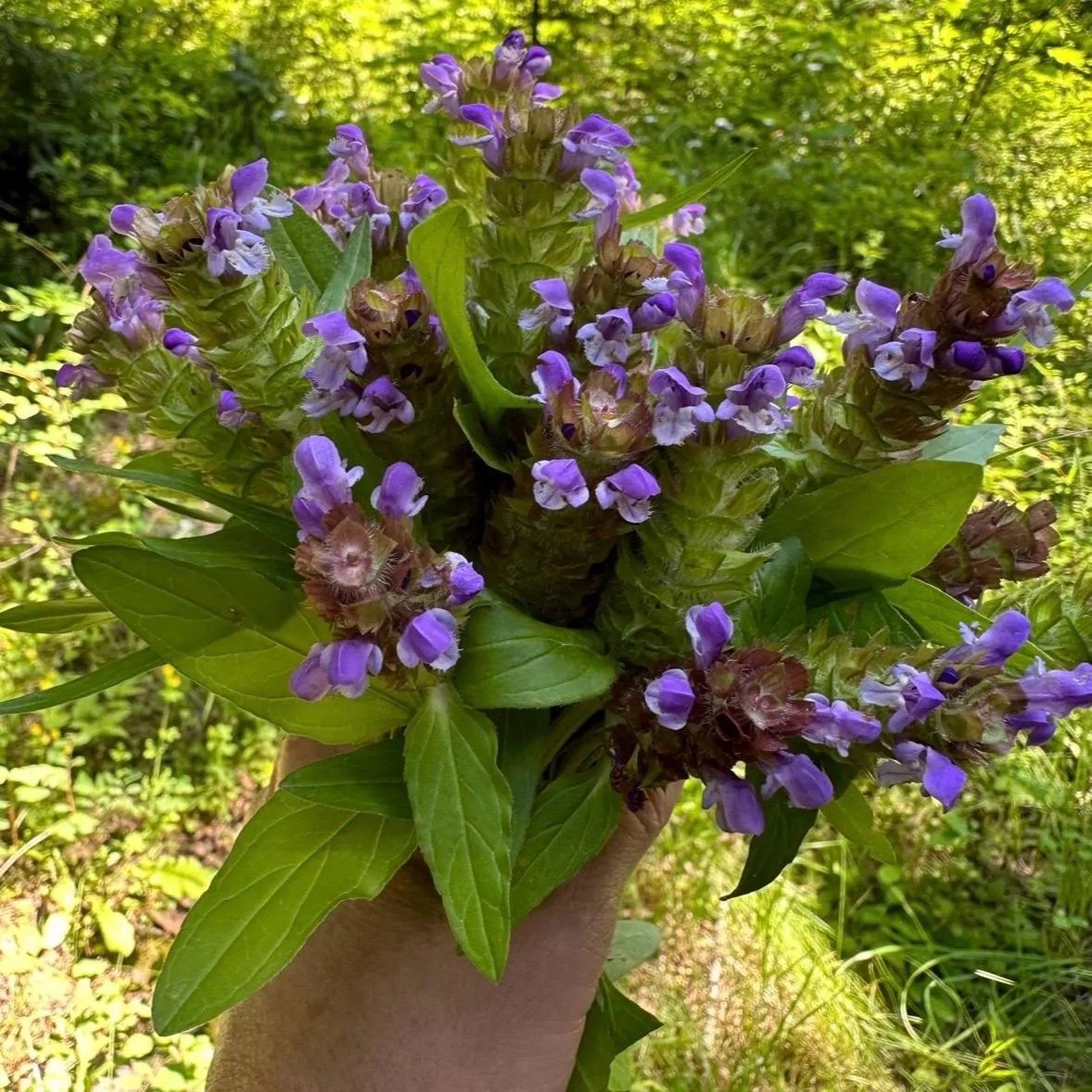 Purple and light purple flowering plant with green leaves being held outdoors in sunlight.